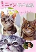 ニャンちゃんねる　３ツ子のアメリカンショートヘアーの画像