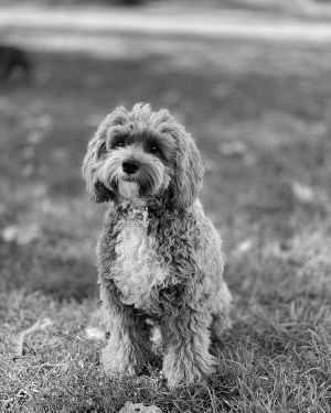 Hudson the Dog headshot