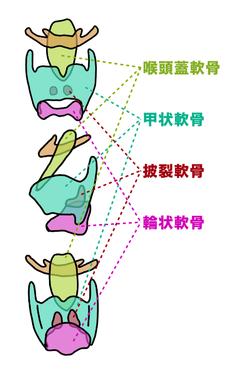 声帯の生理学 | Voick Web