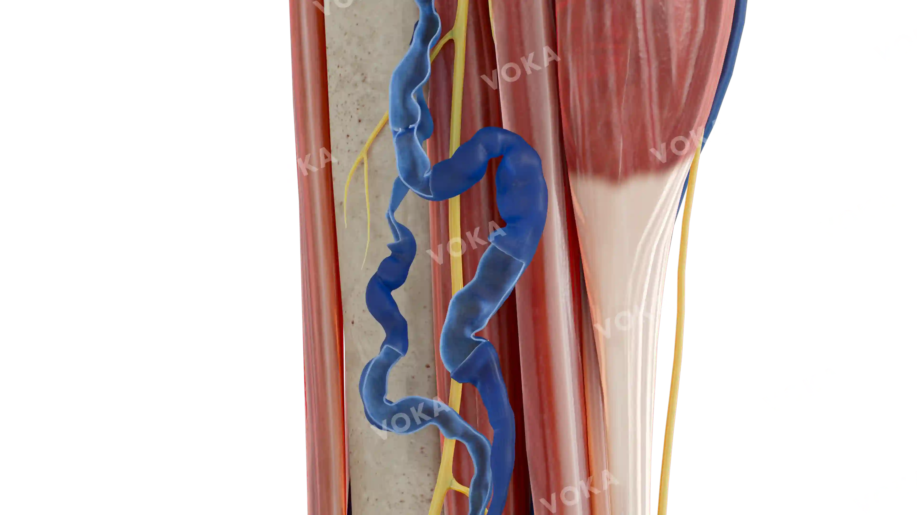 VV of the great saphenous vein image