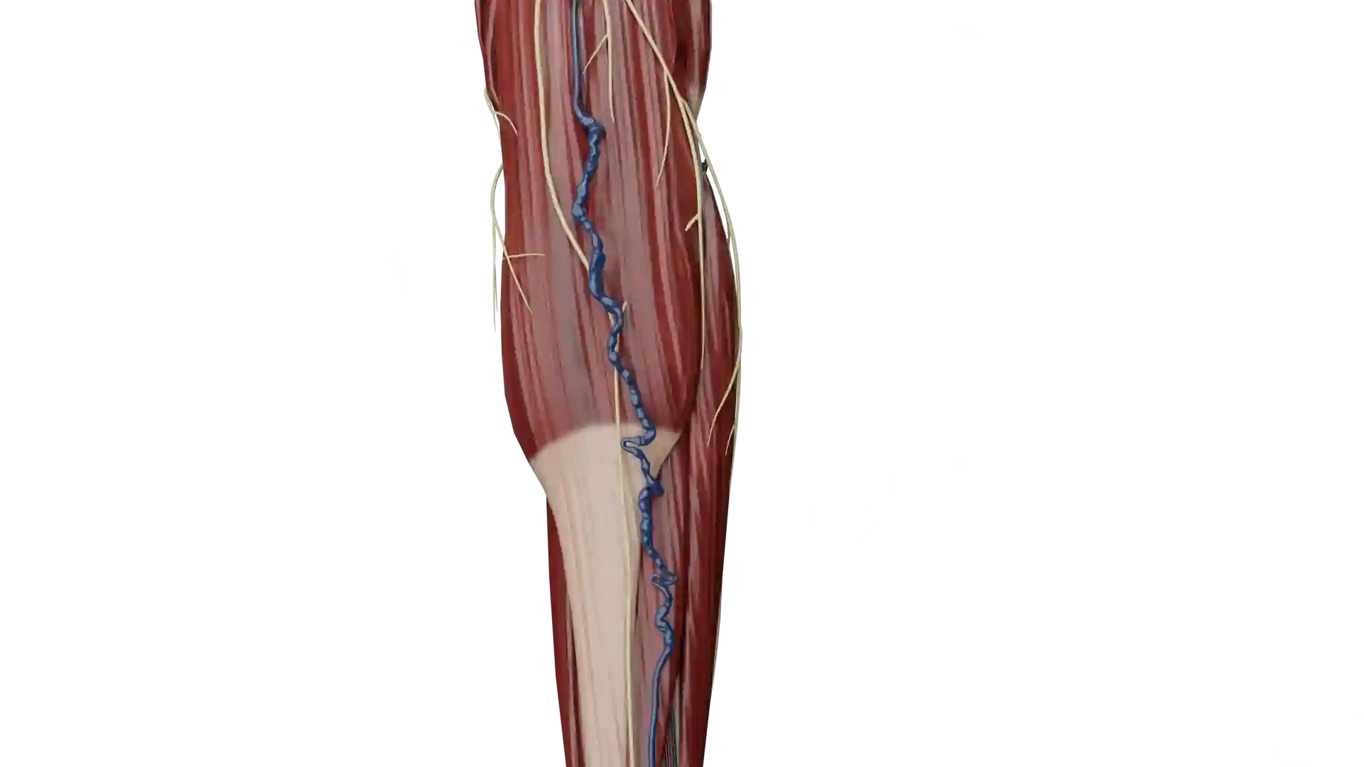 VV of the small saphenous vein image