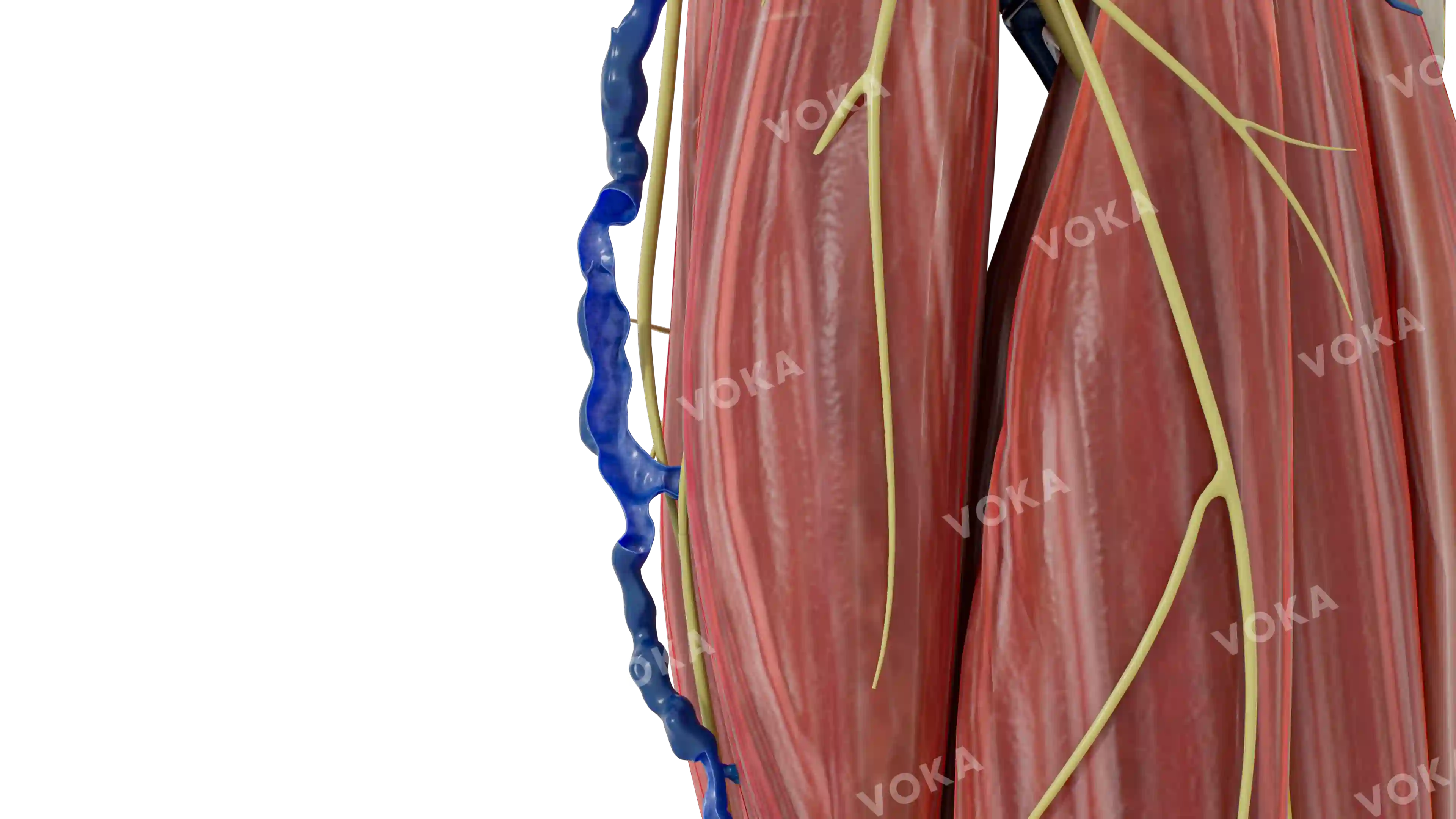 VV of the small saphenous vein image