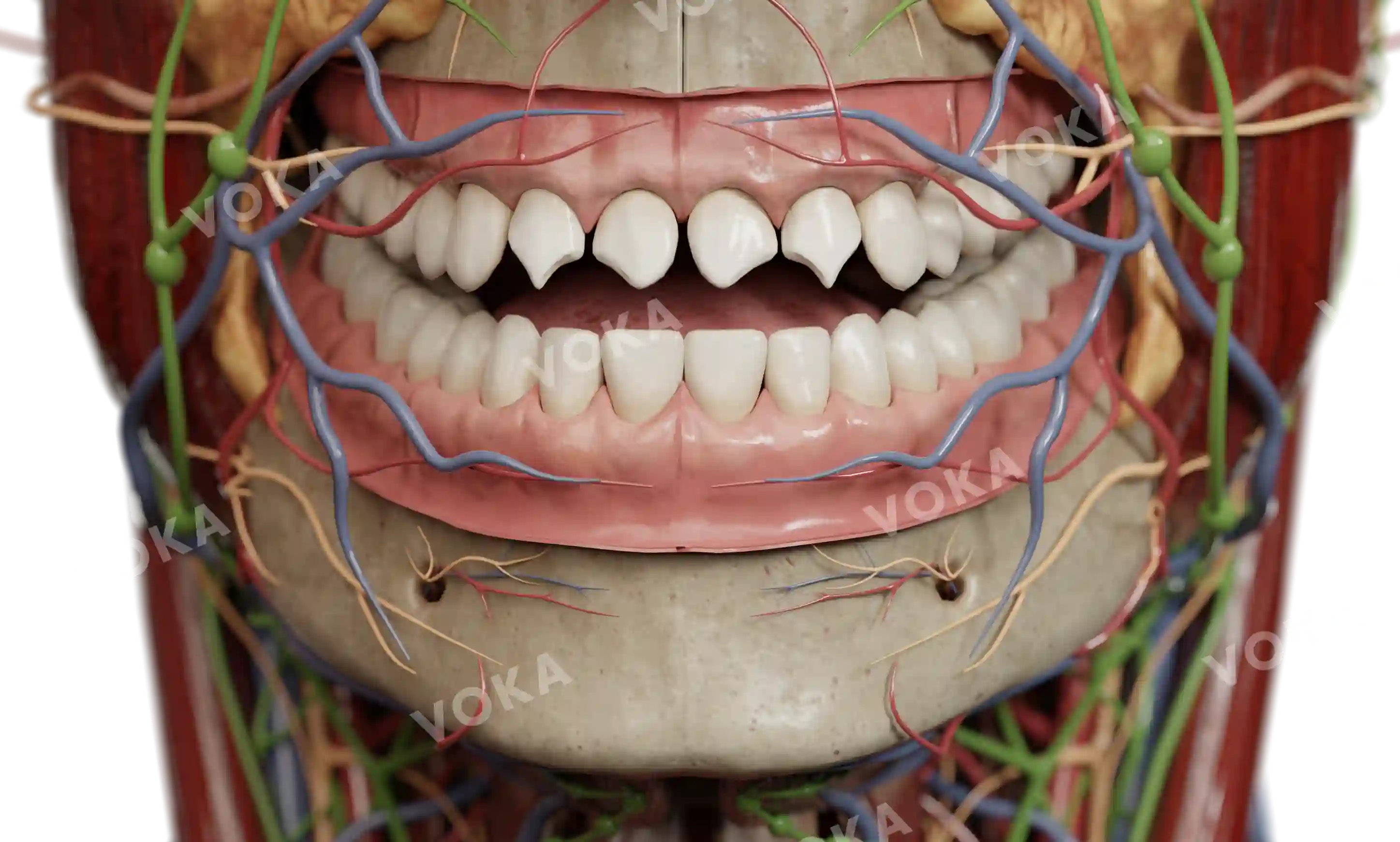 Abrasion The teeth sharpening ritual image