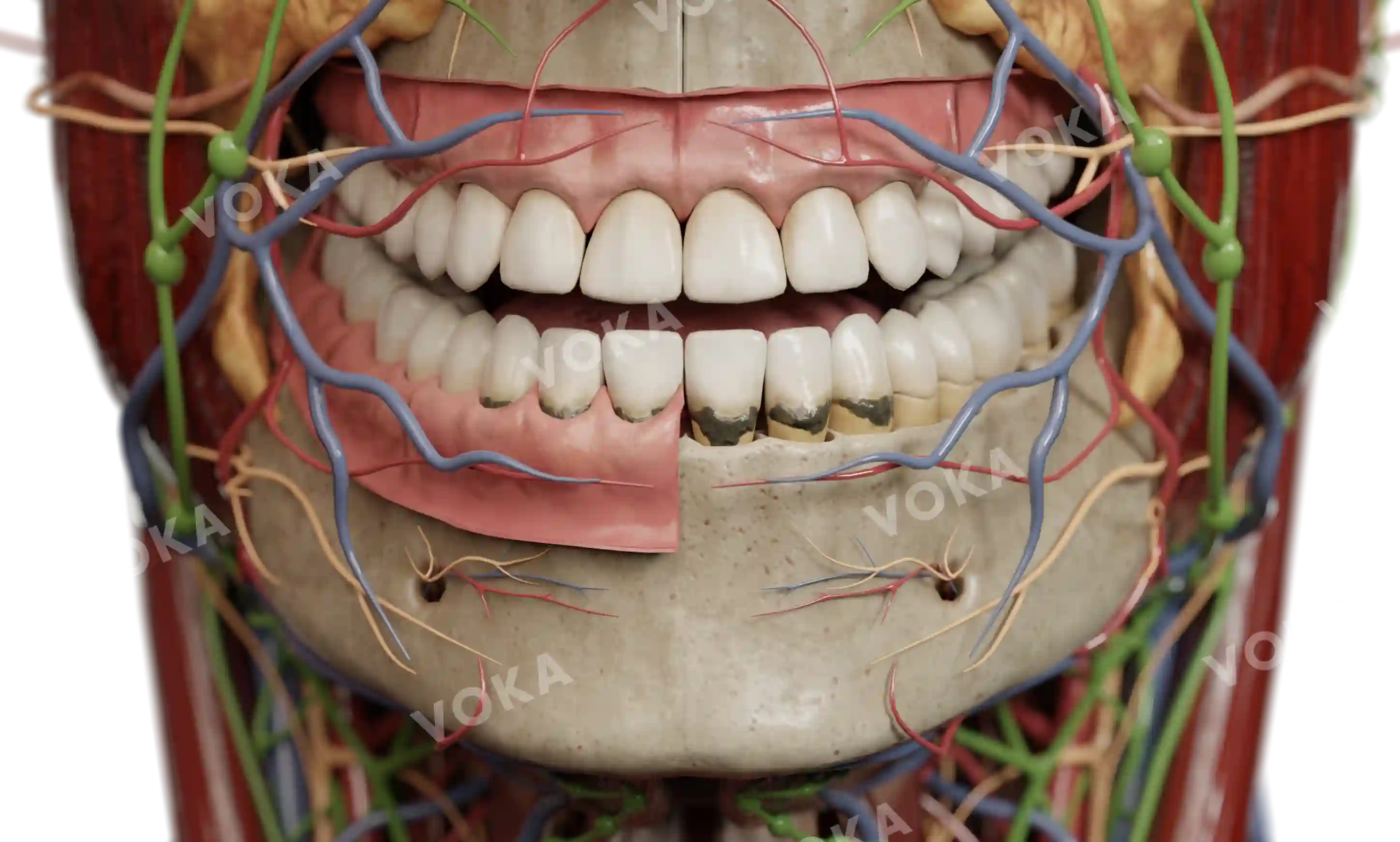 Dental calculus (subgingival) image