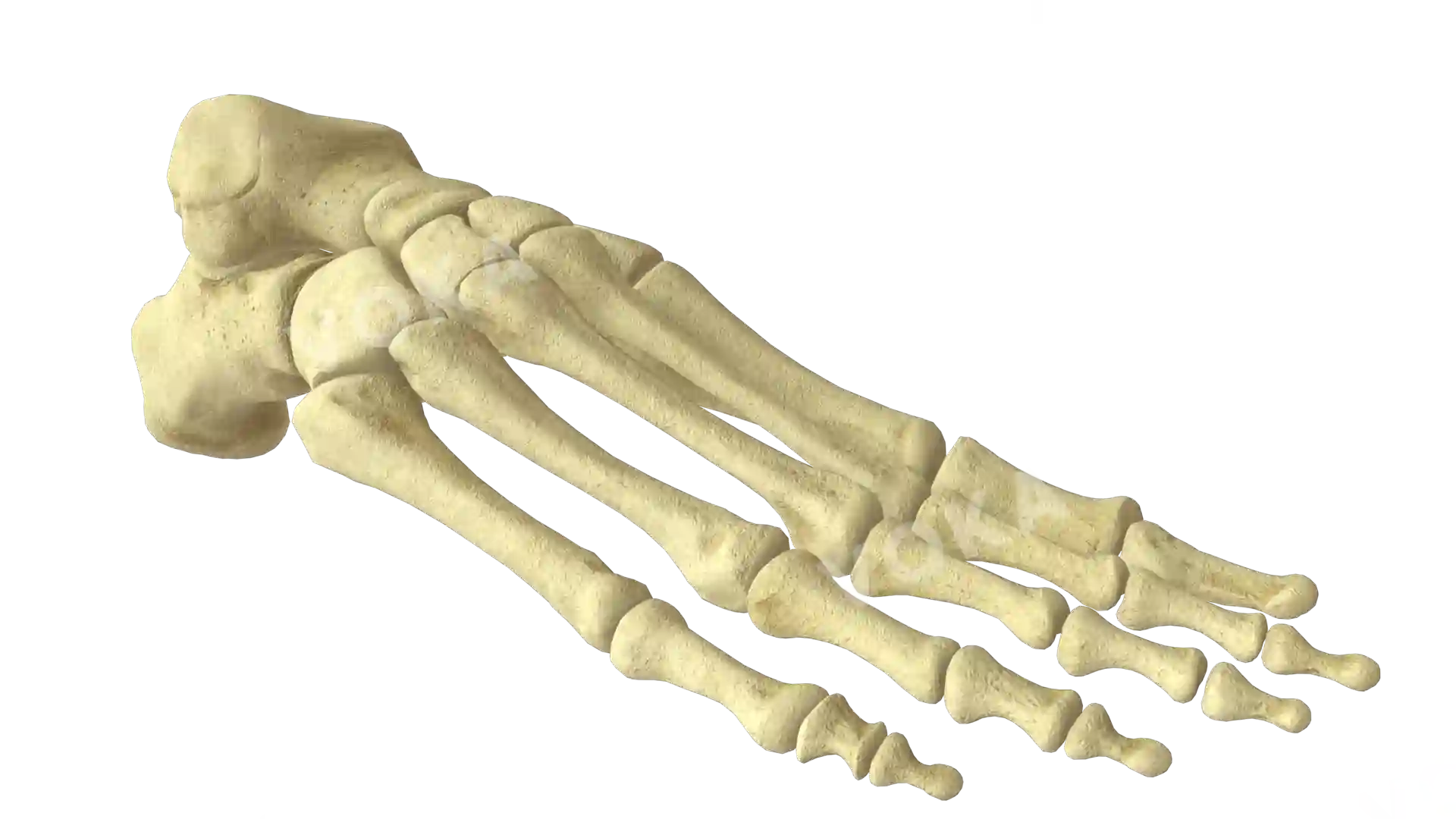 Bones of foot right image