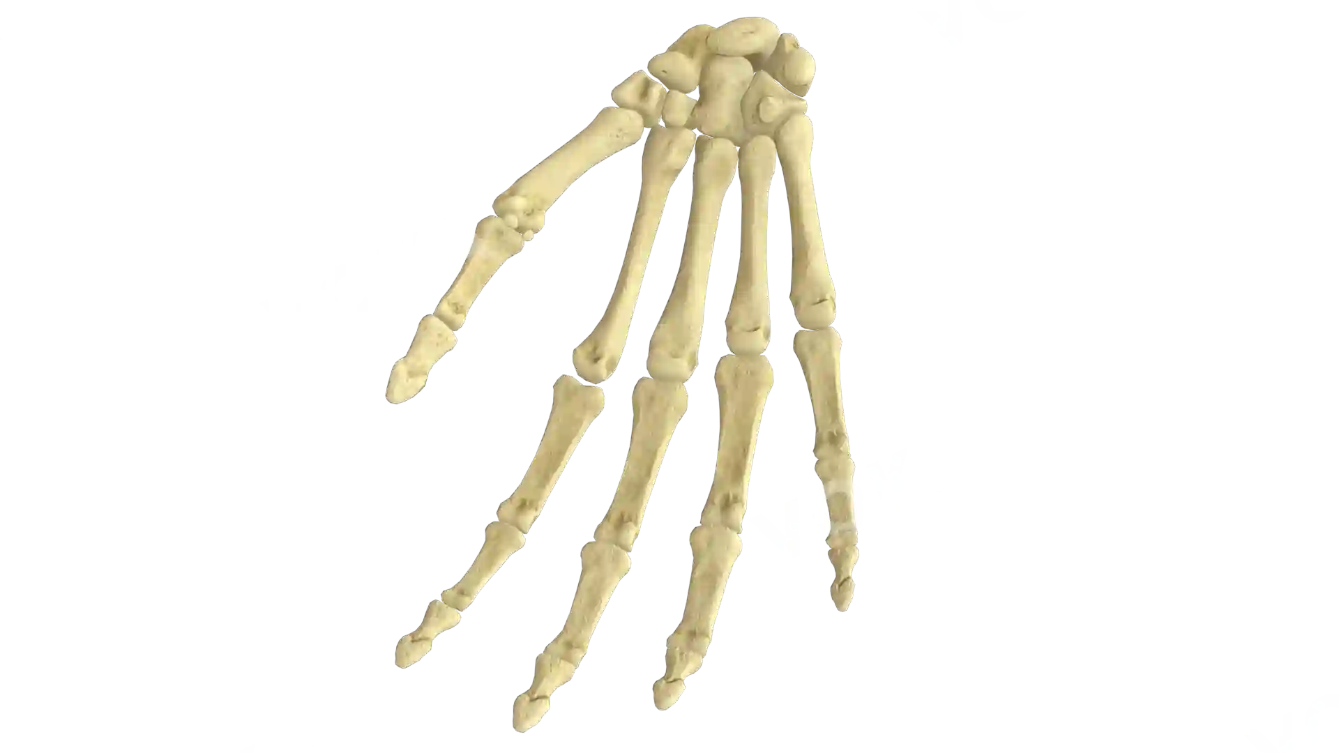 Bones of hand right image