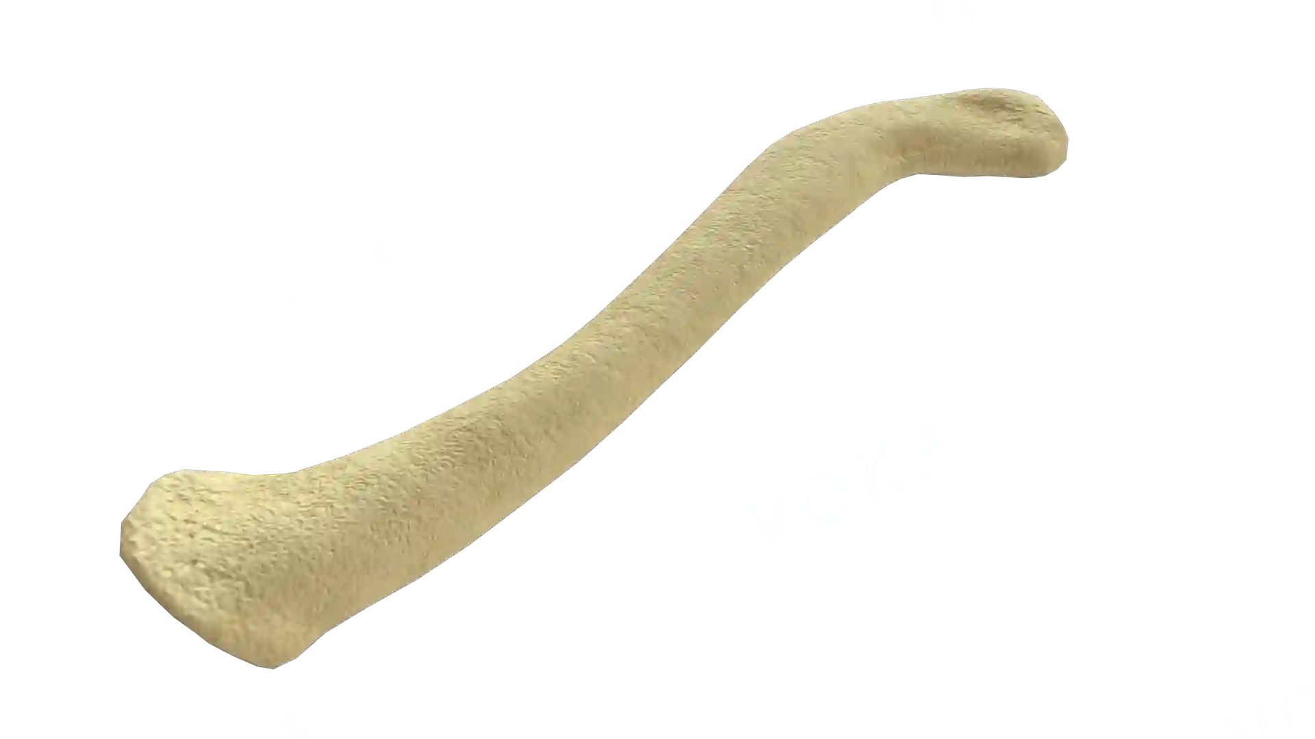 Clavicle left image