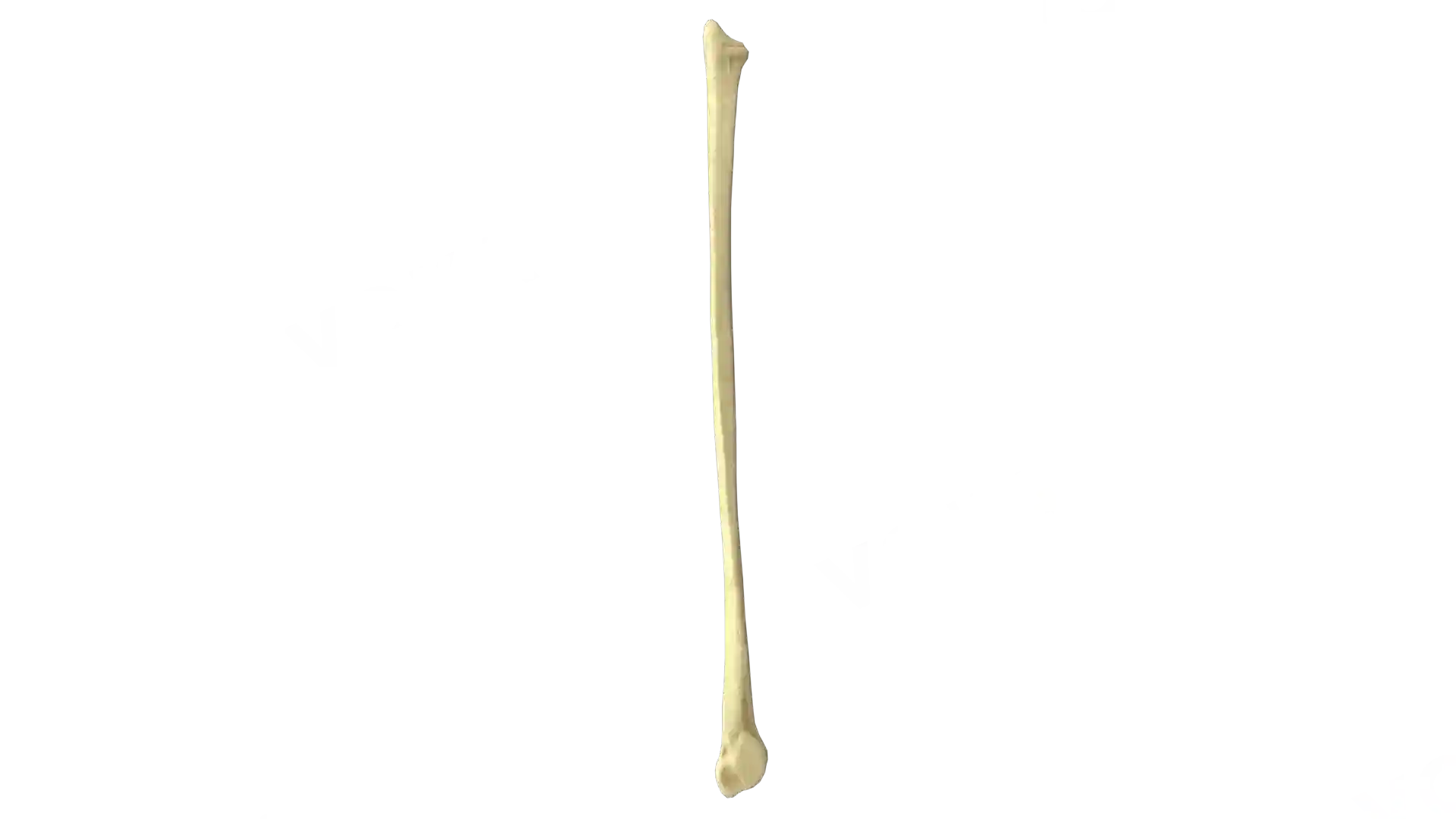Fibula left image