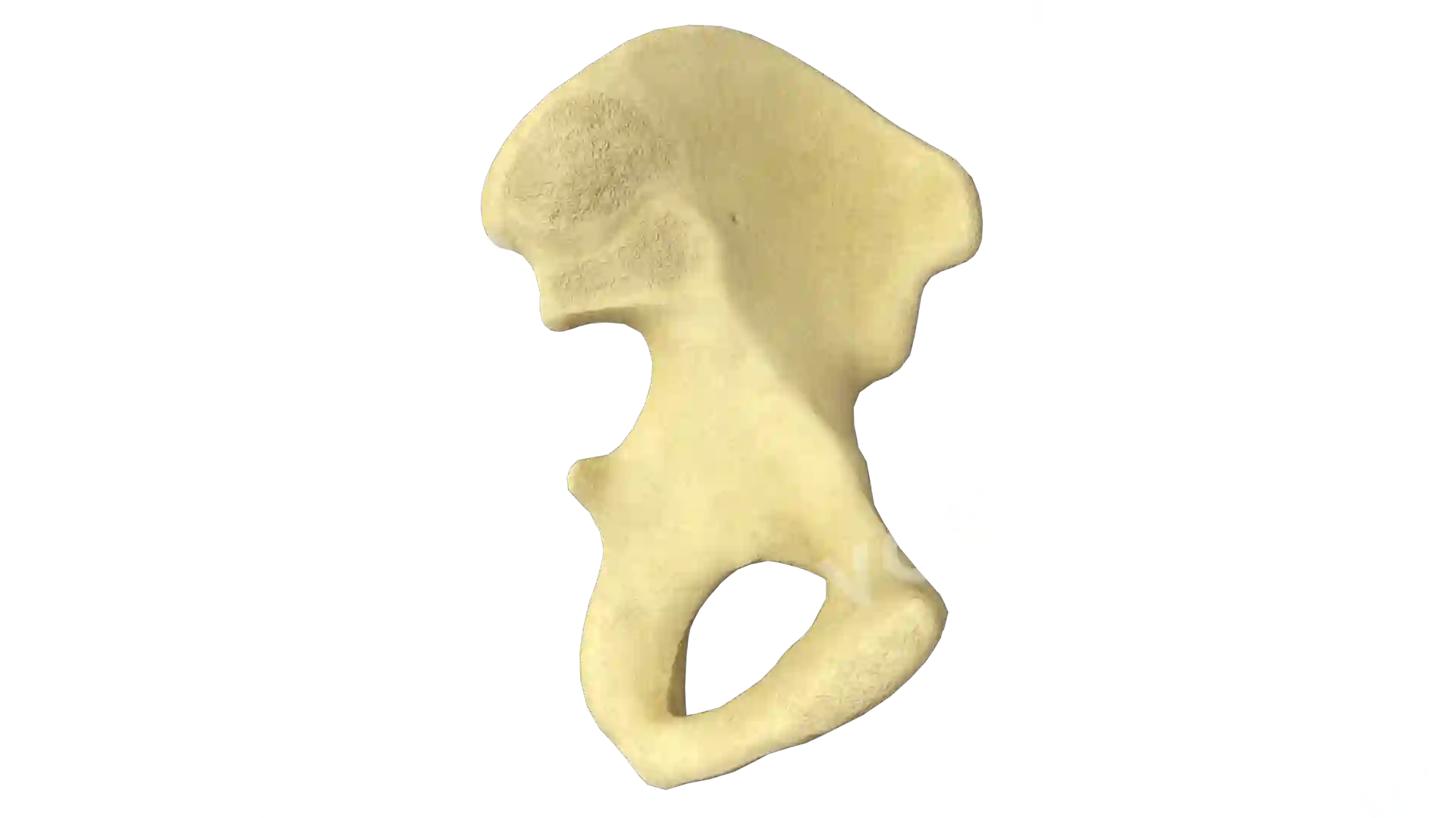 Hip bone left image