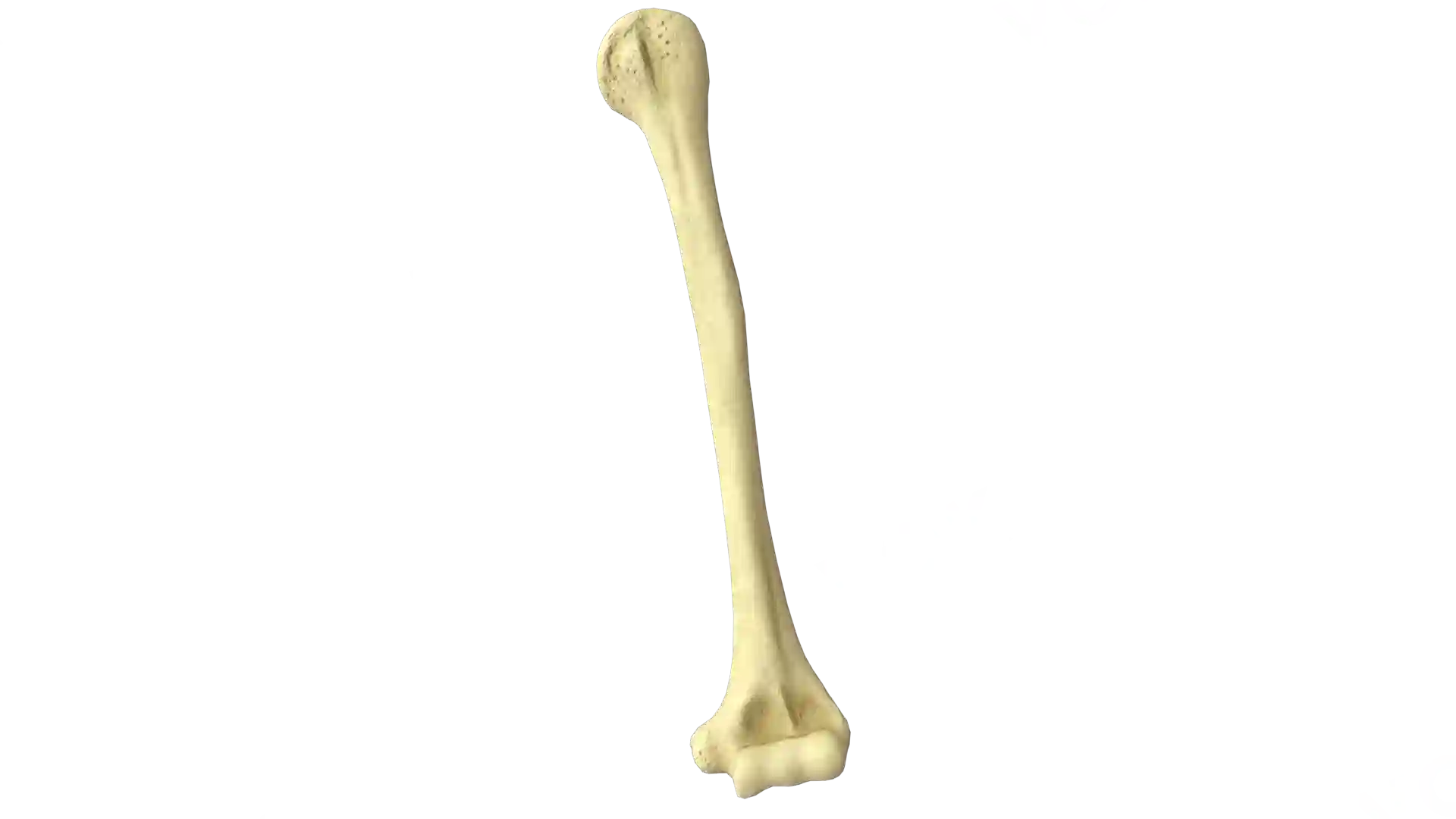 Humerus left image