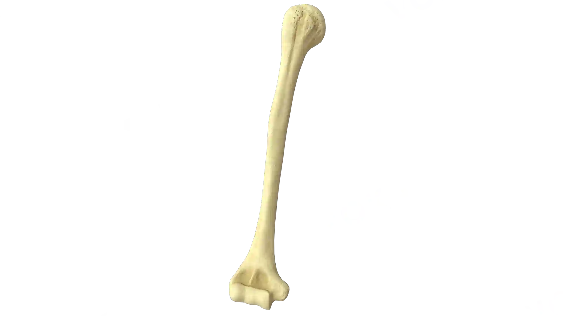 Humerus right image