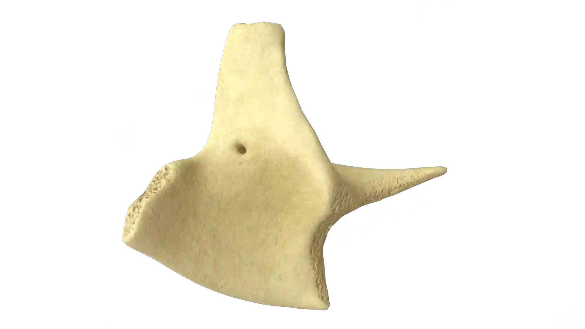 Malar bone left image
