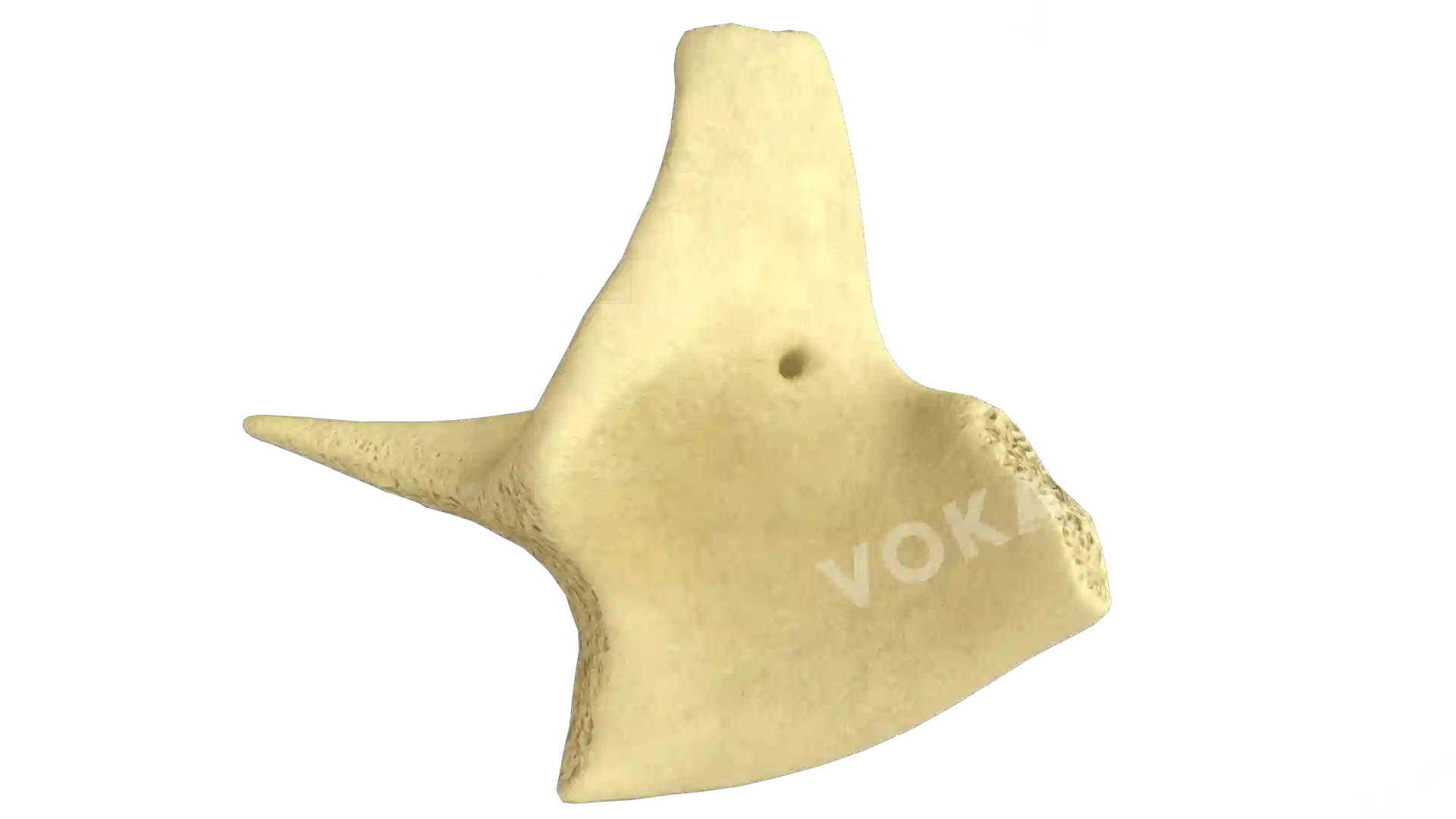 Malar bone right image