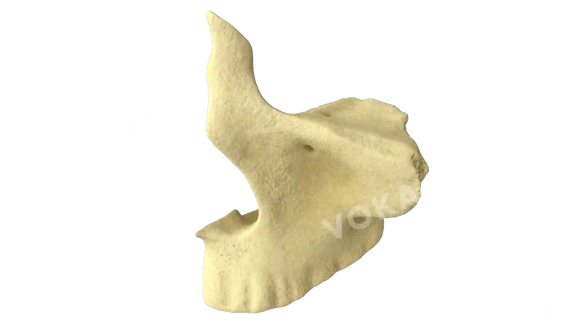 Maxilla left image