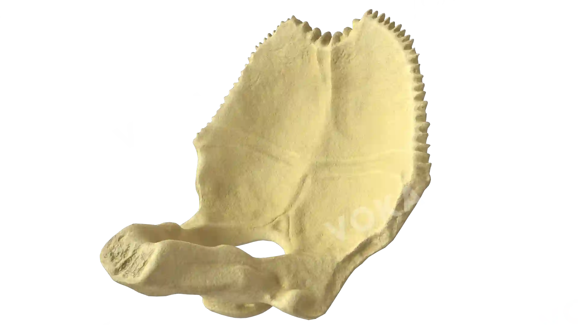Occipital bone image