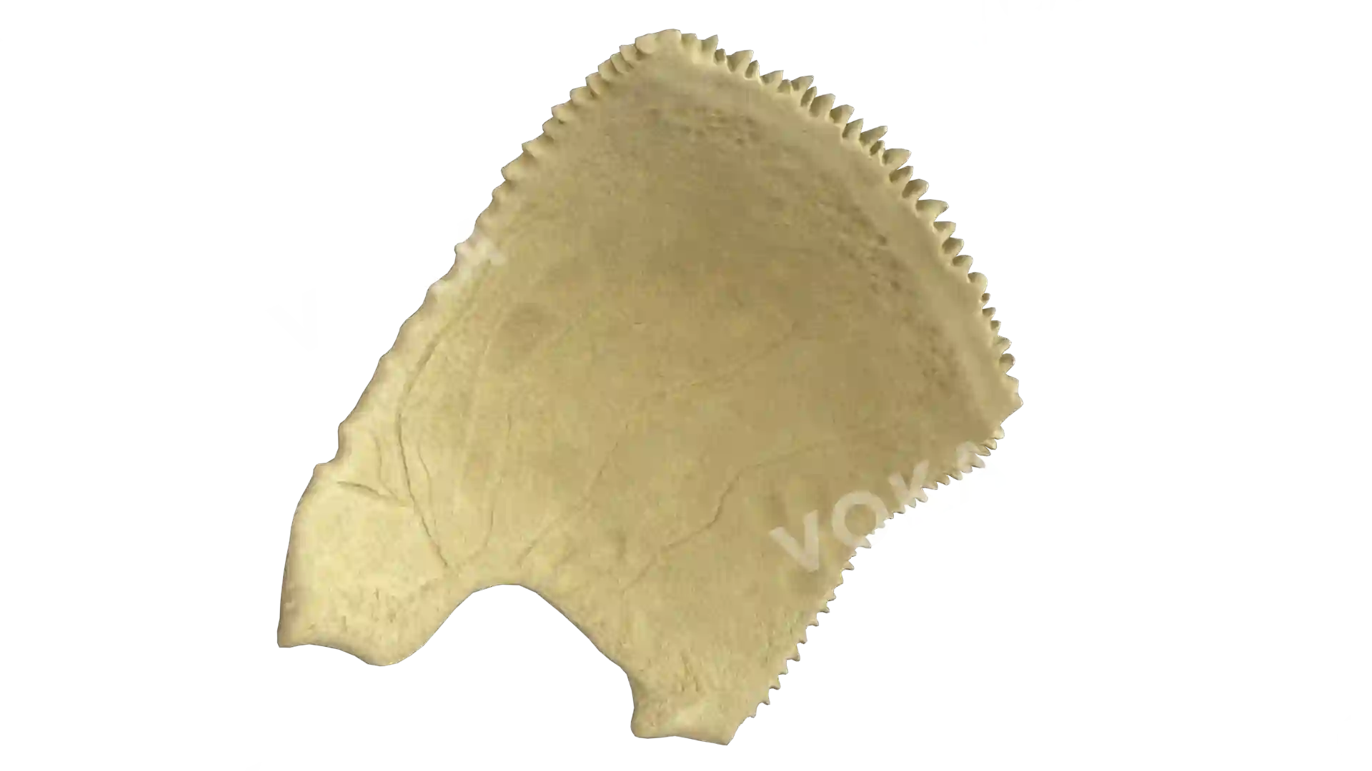 Parietal bone right image