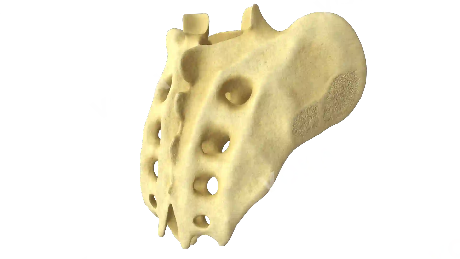 Sacral bone (sacrum) image