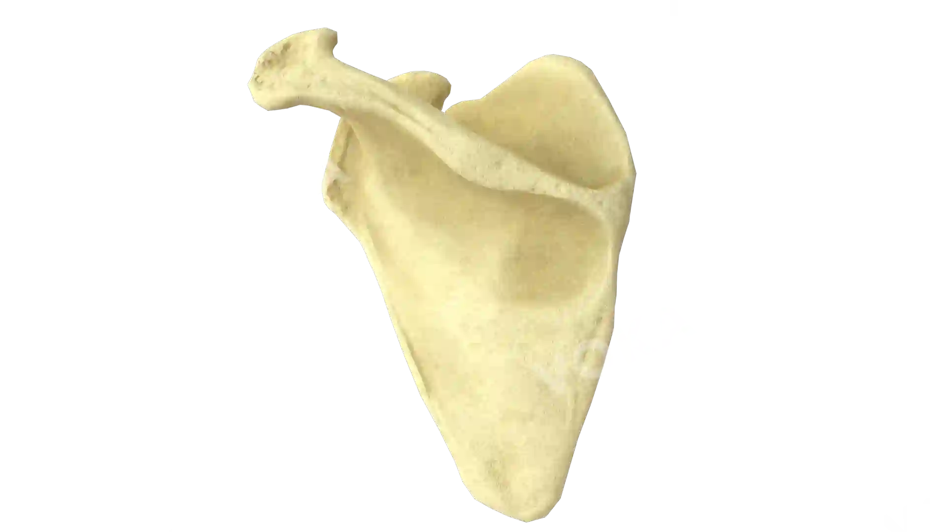 Scapula left image