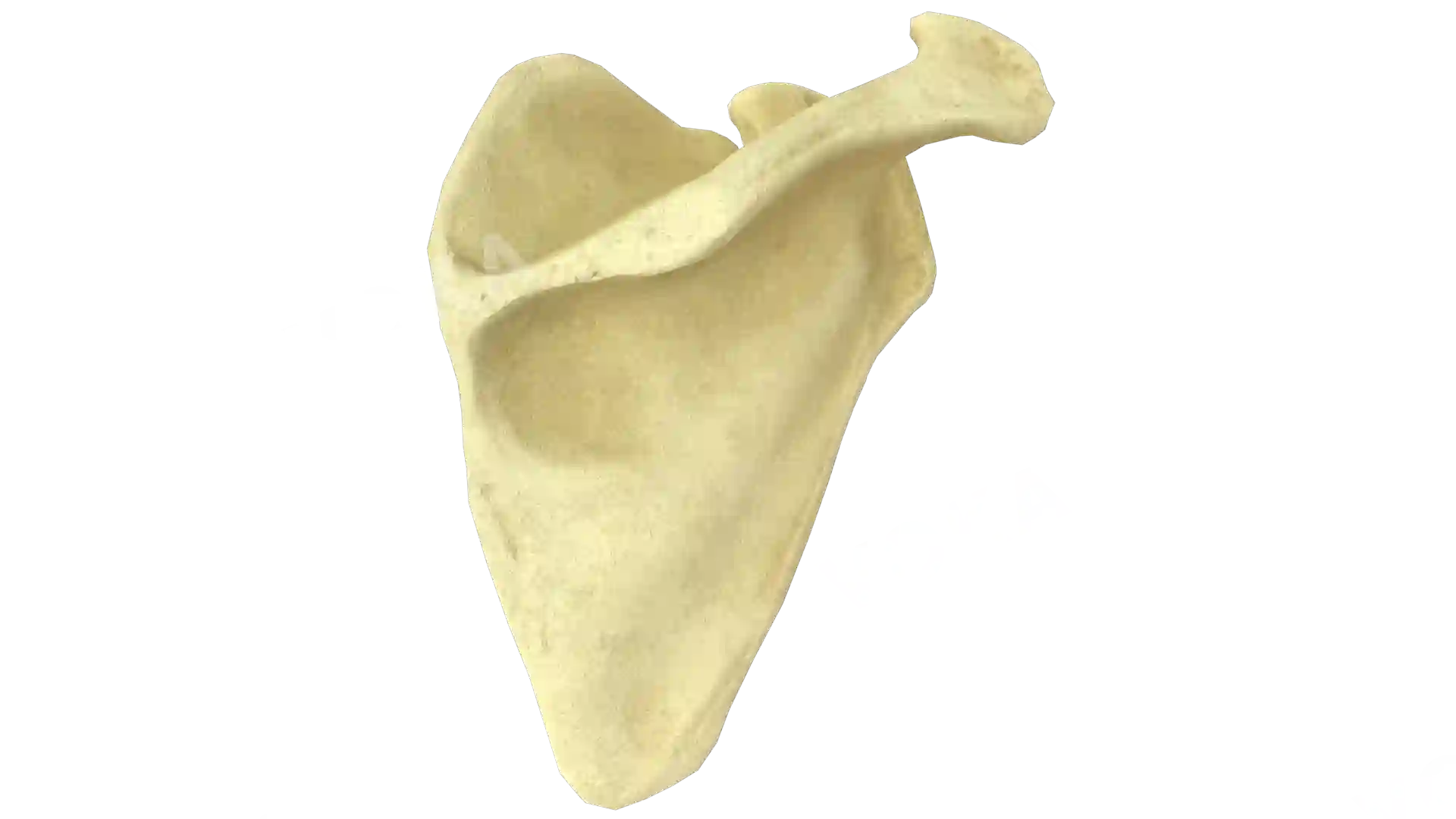Scapula right image