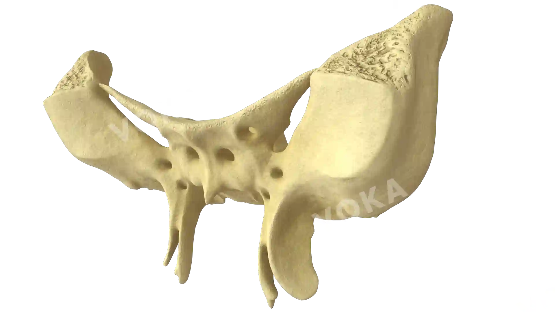 Sphenoidal bone image