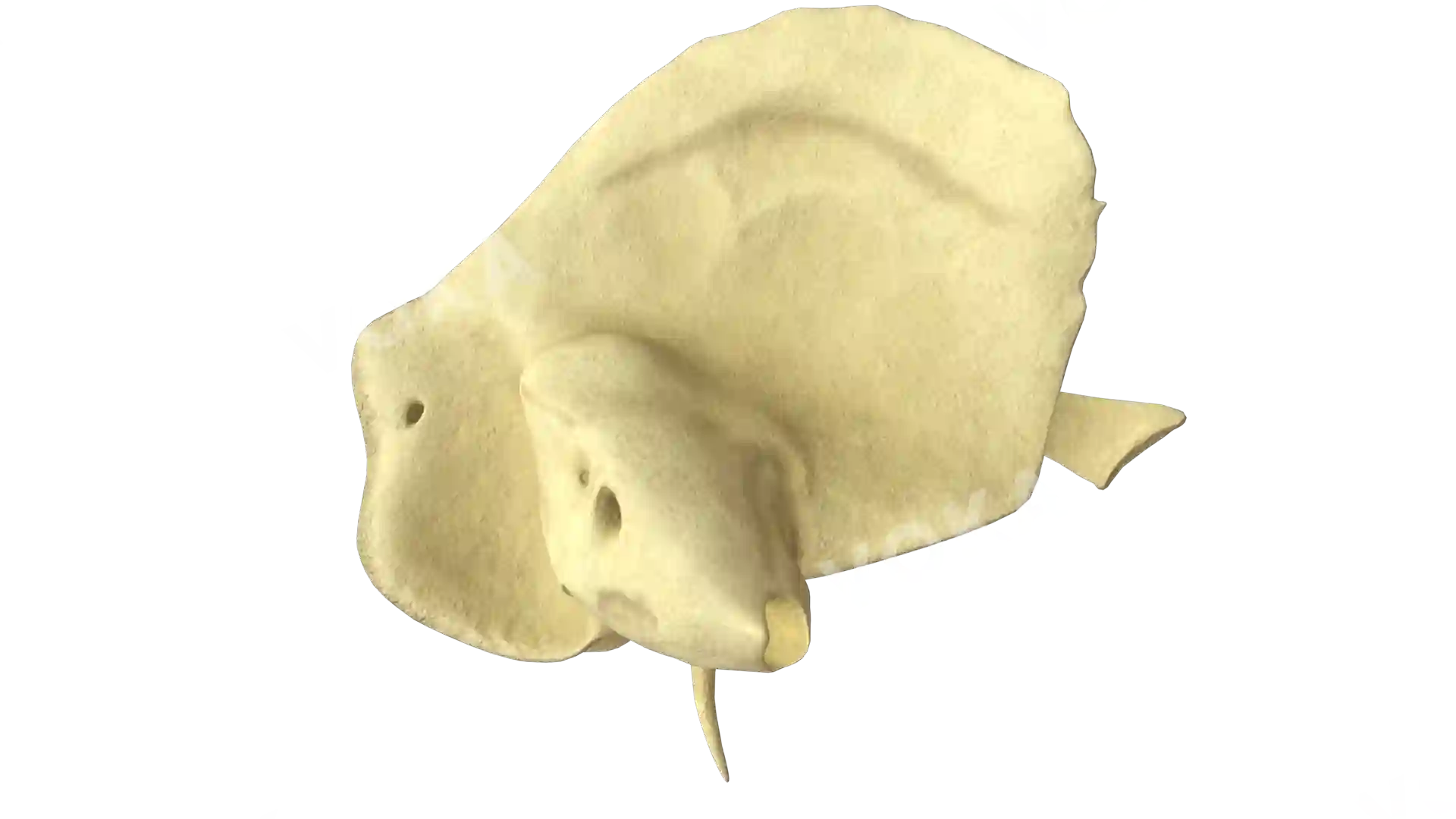 Temporal bone left image