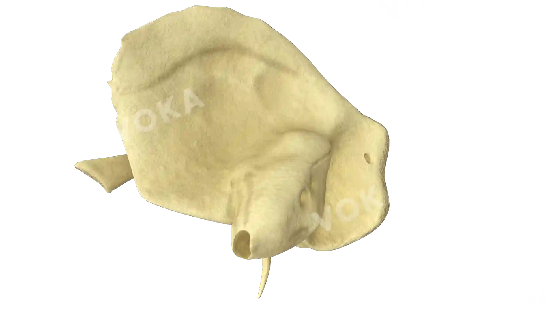Temporal bone right image