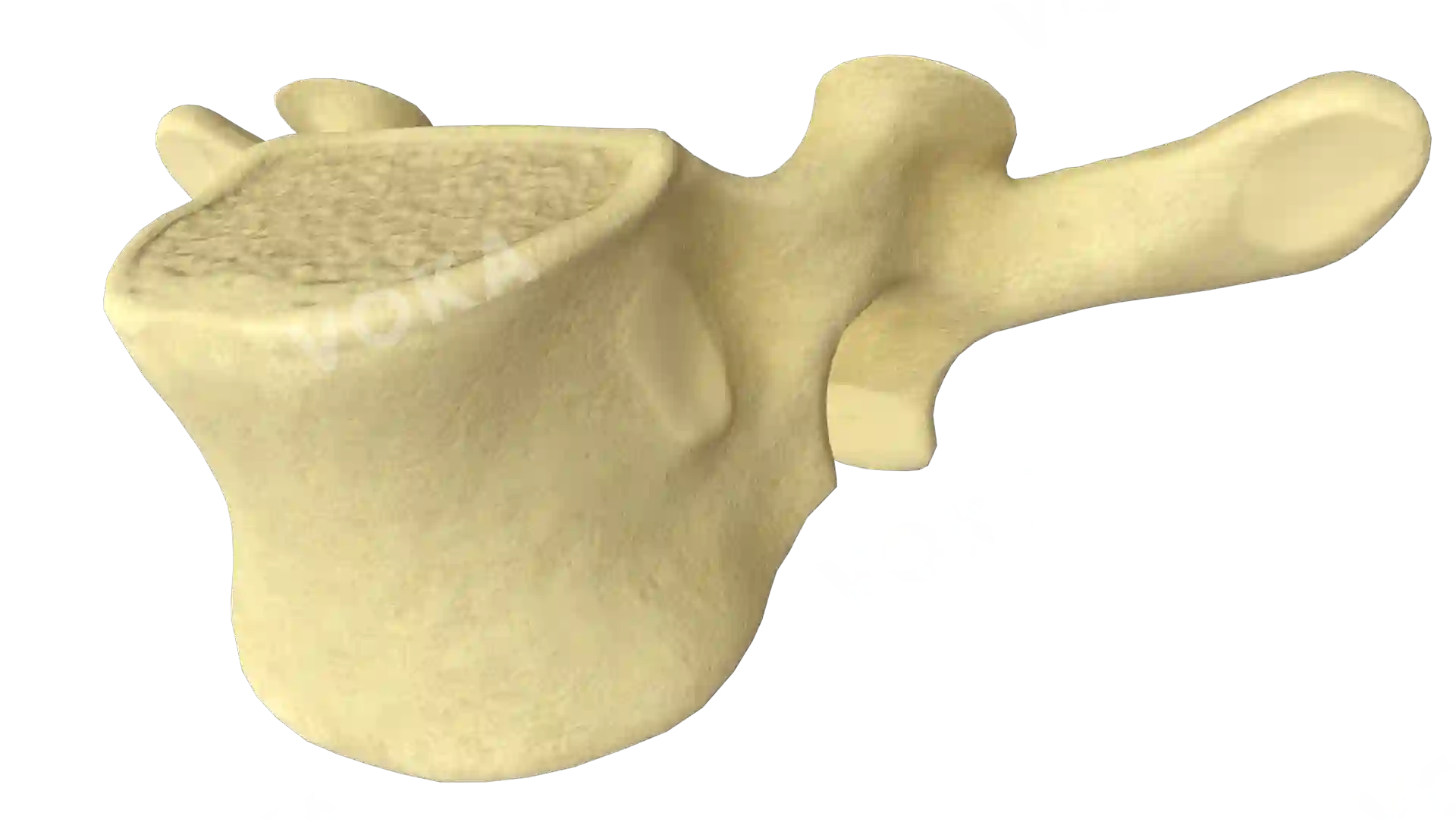 Vertebra T1 (first thoracic vertebra) image