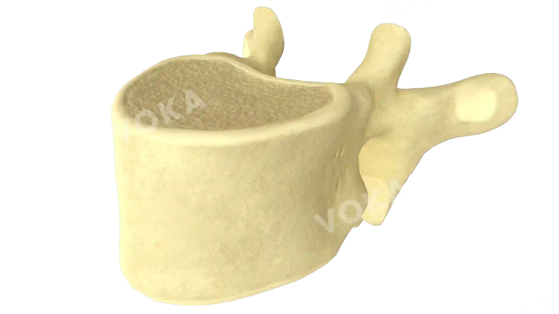 Vertebra typical structure image