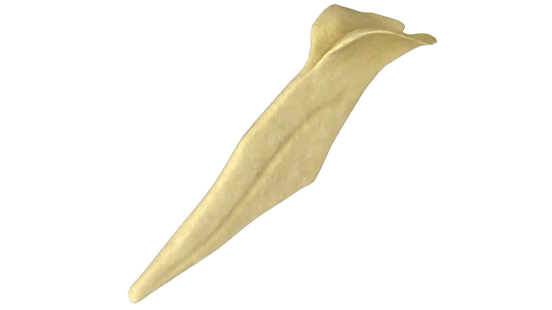 Vomer image