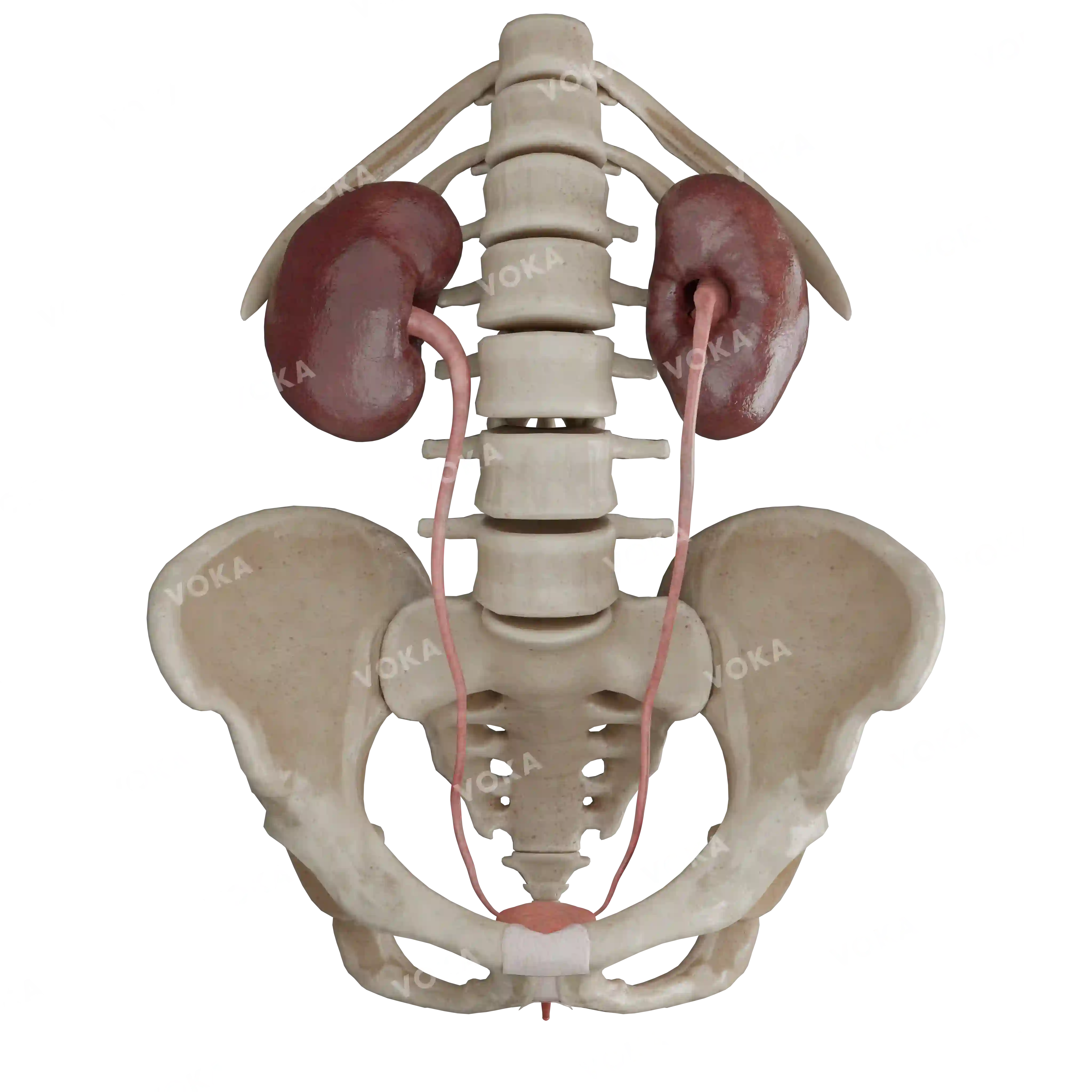 Female urinary system image