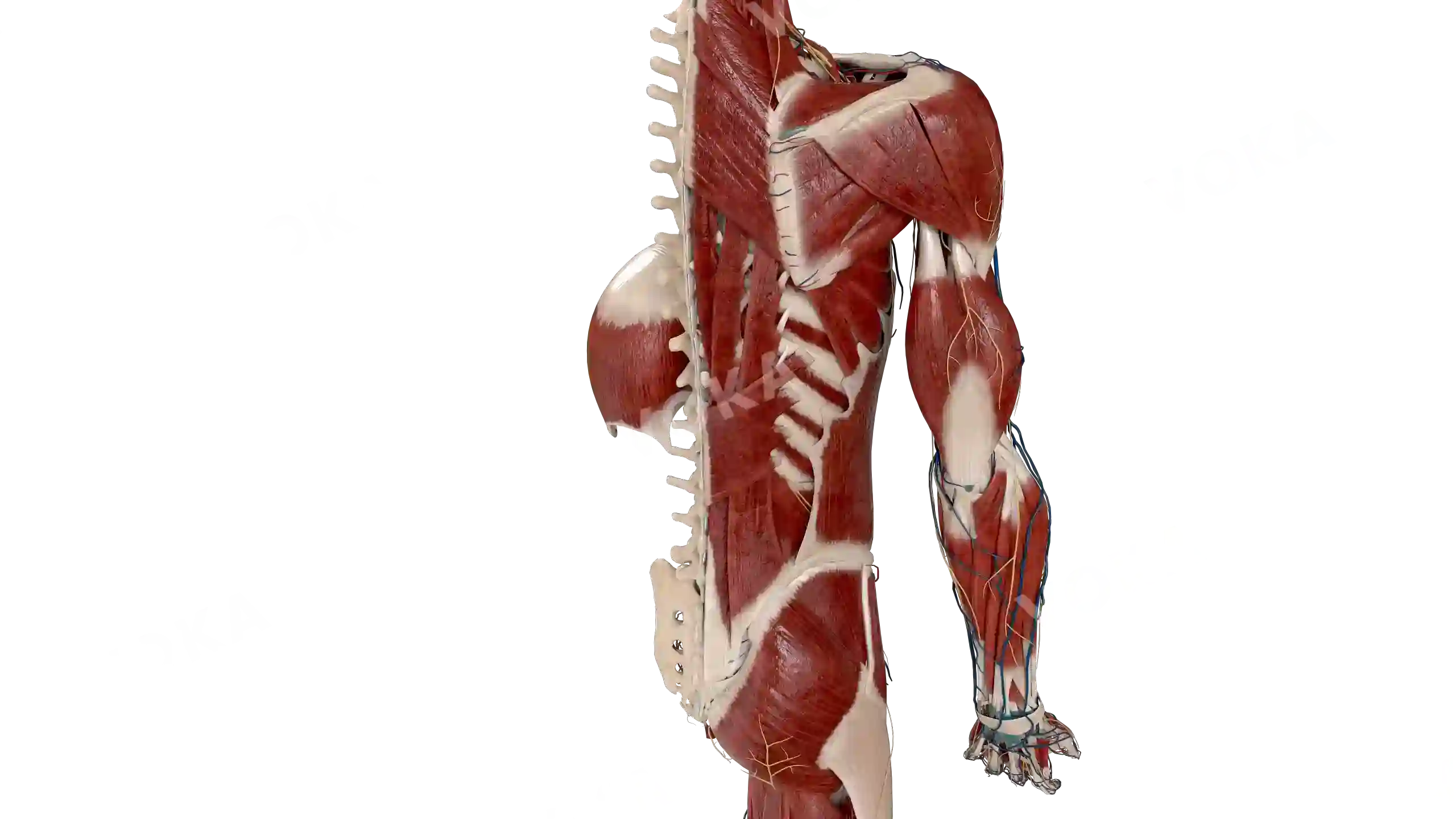 Muscles with vessels of the back and upper limb image