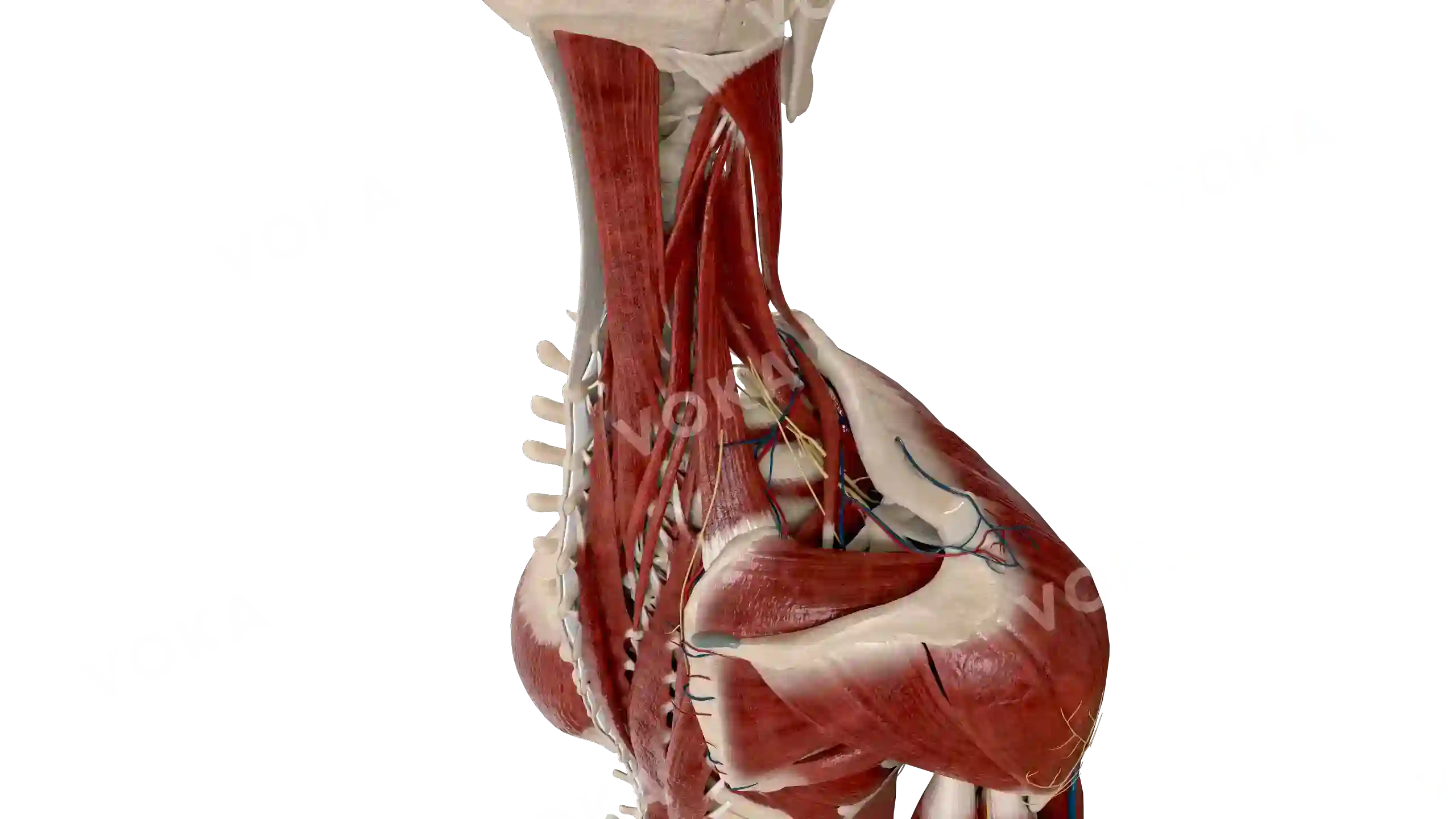 Muscles with vessels of the neck and shoulder image