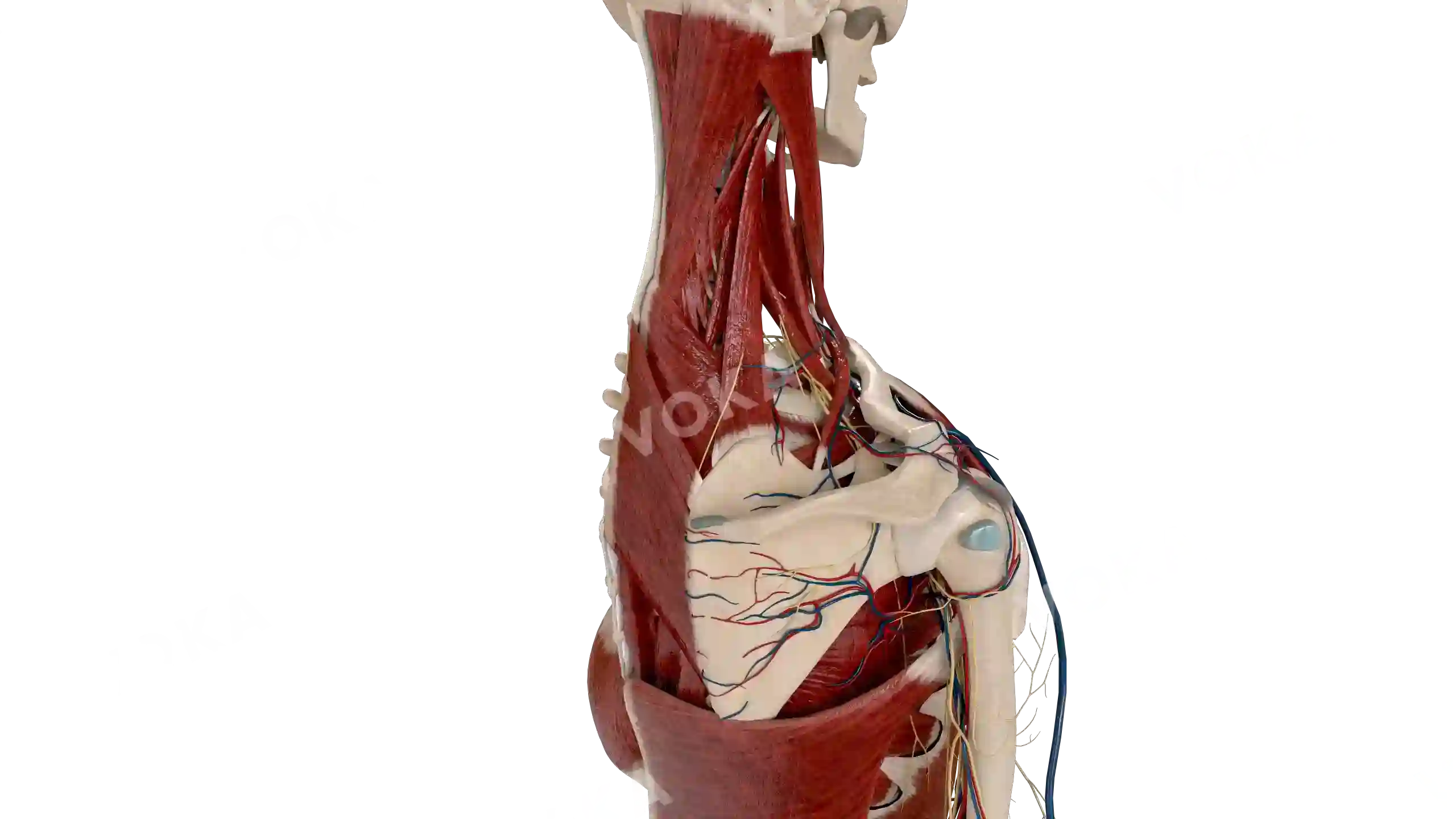 Muscles with vessels of the neck and trunk, from the side image