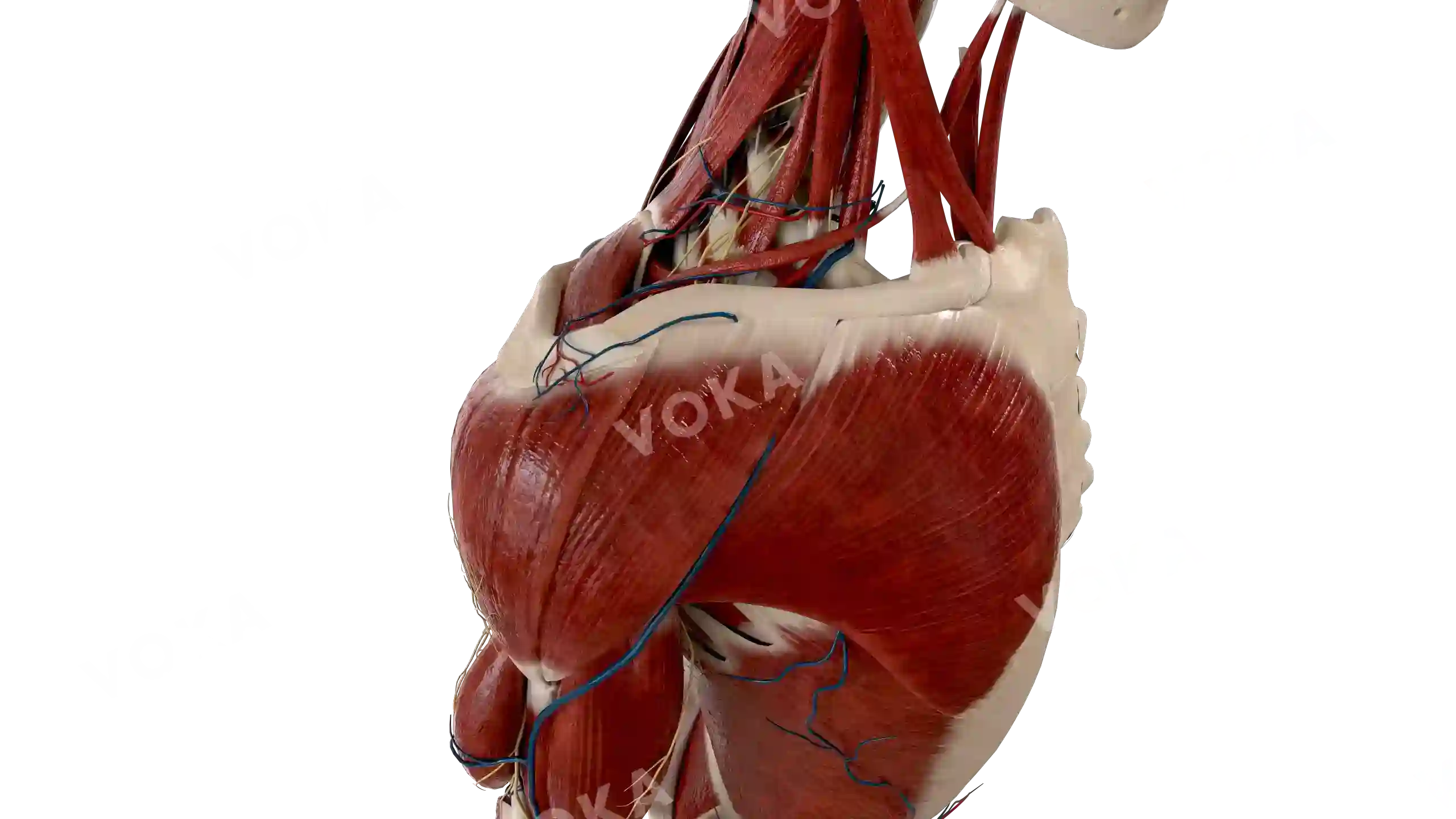 Muscles with vessels of the neck, shoulder and trunk image
