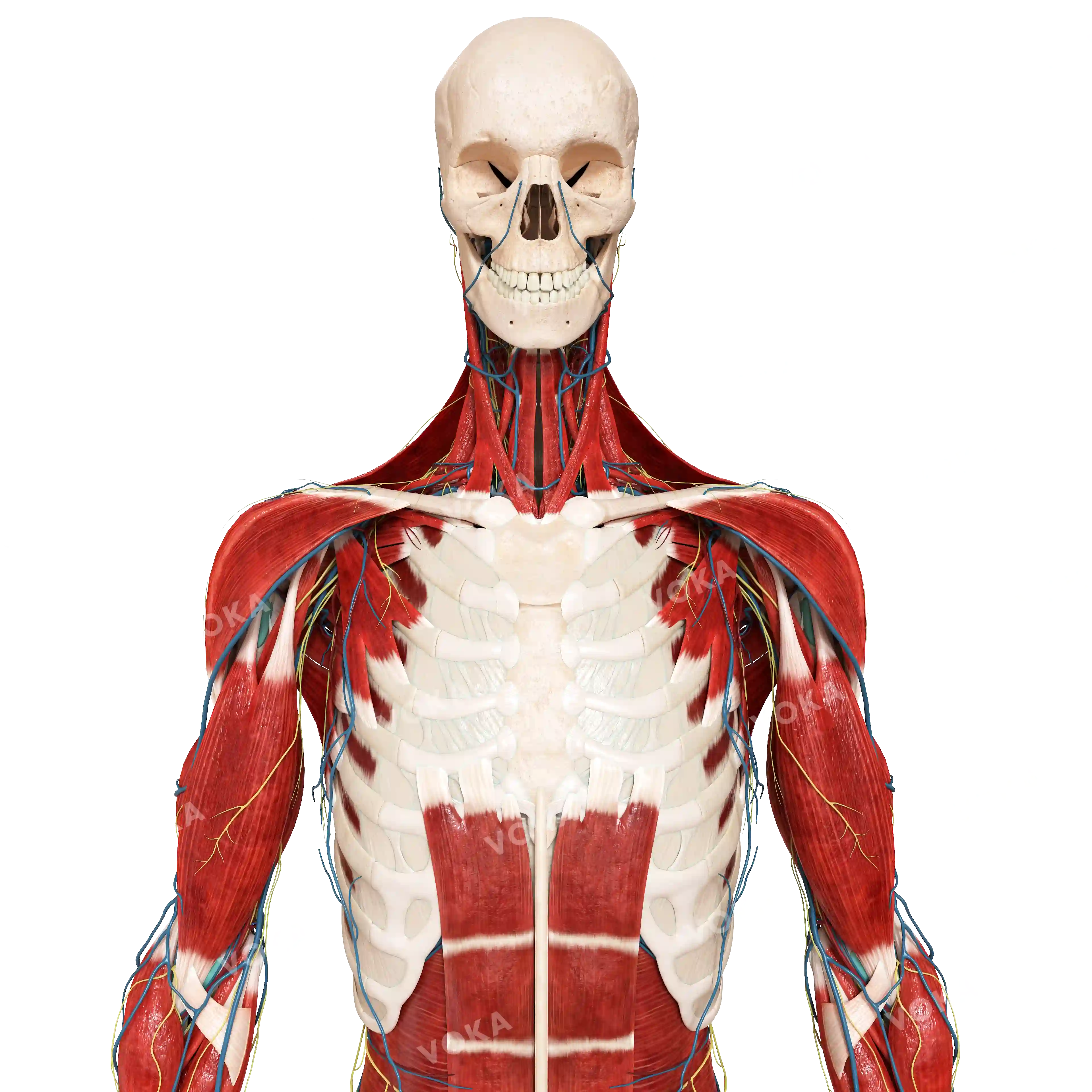 Muscles with vessels of the neck, trunk and upper limb image