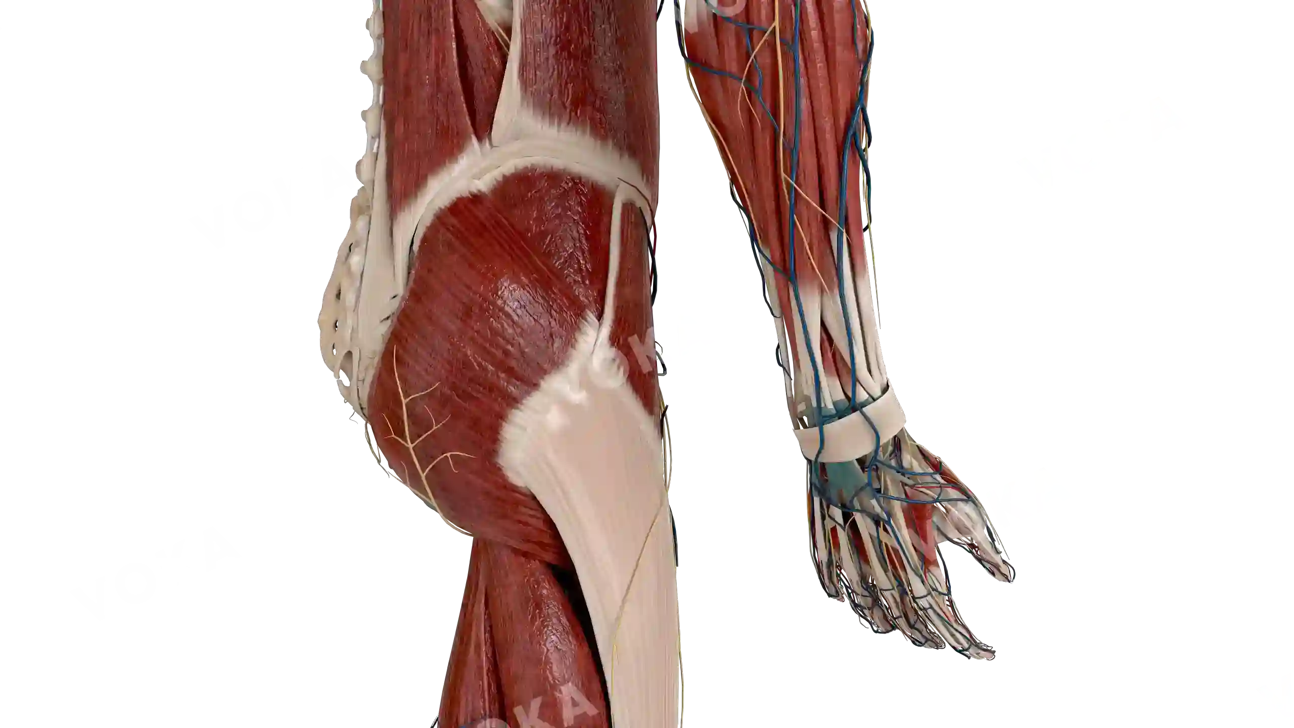 Muscles with vessels of the pelvis, thigh and forearm image