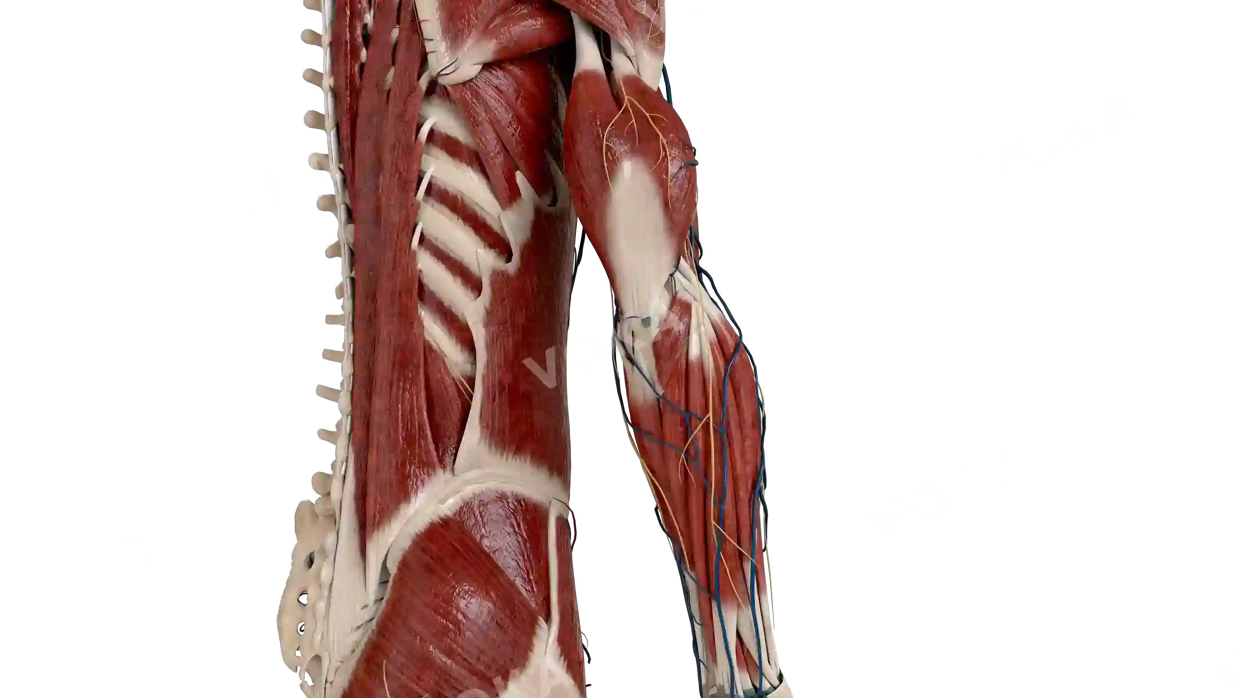 Muscles with vessels of the trunk, shoulder and forearm image