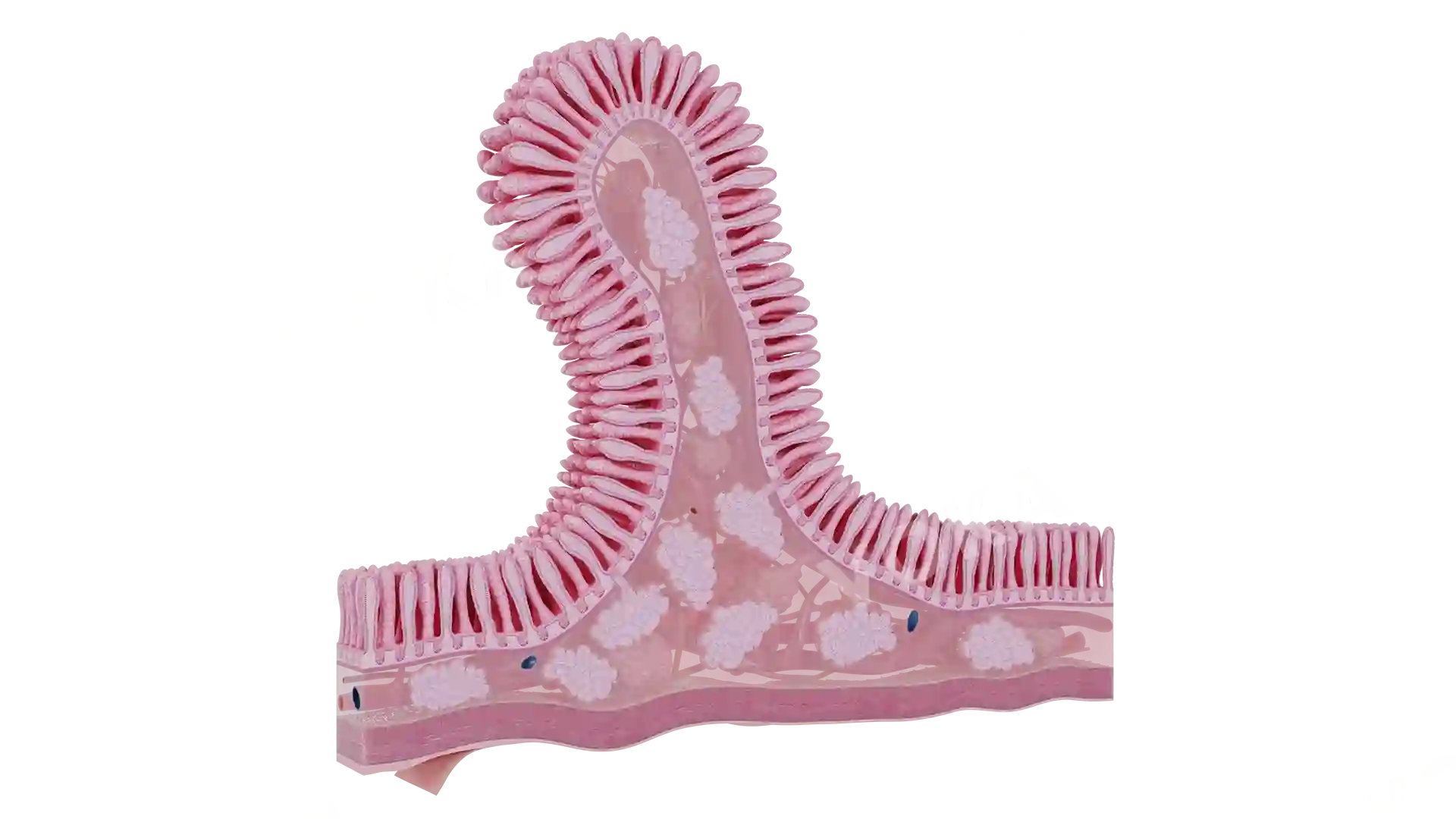 Duodenum histology image