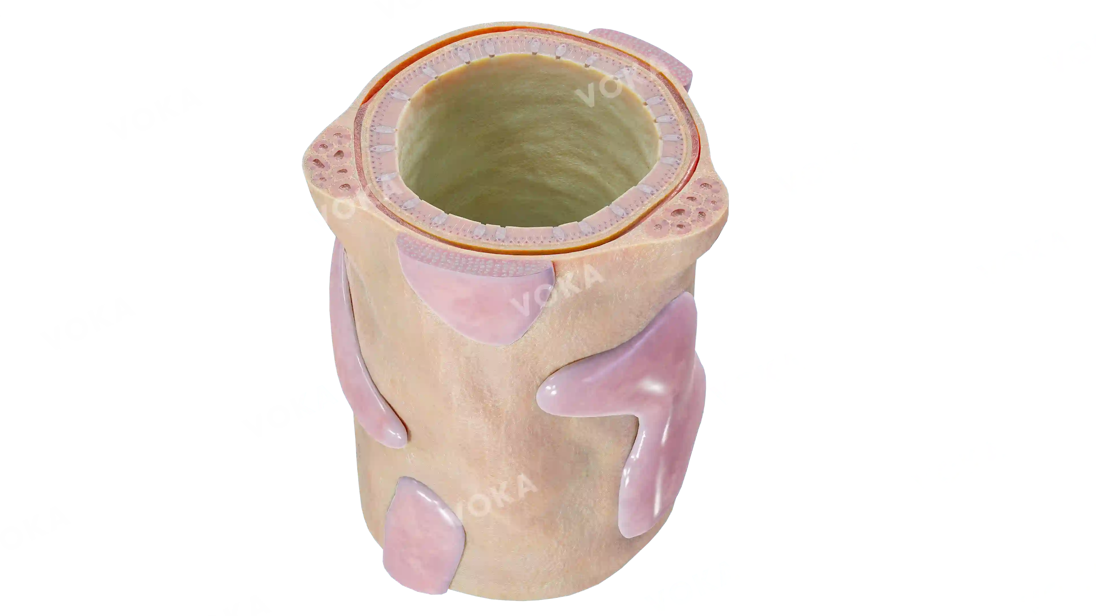 Intrapulmonary bronchus image