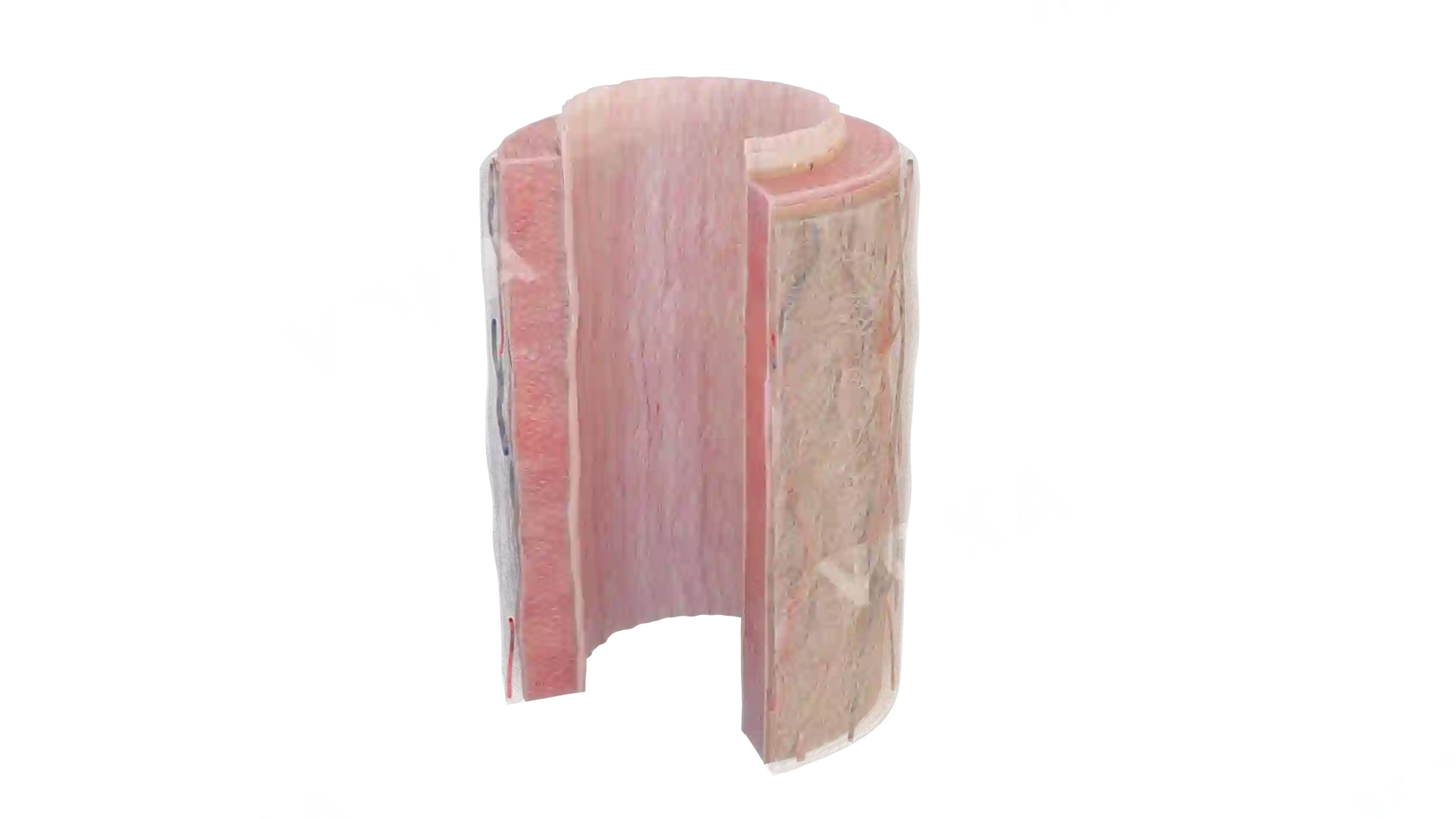 Muscular artery model image