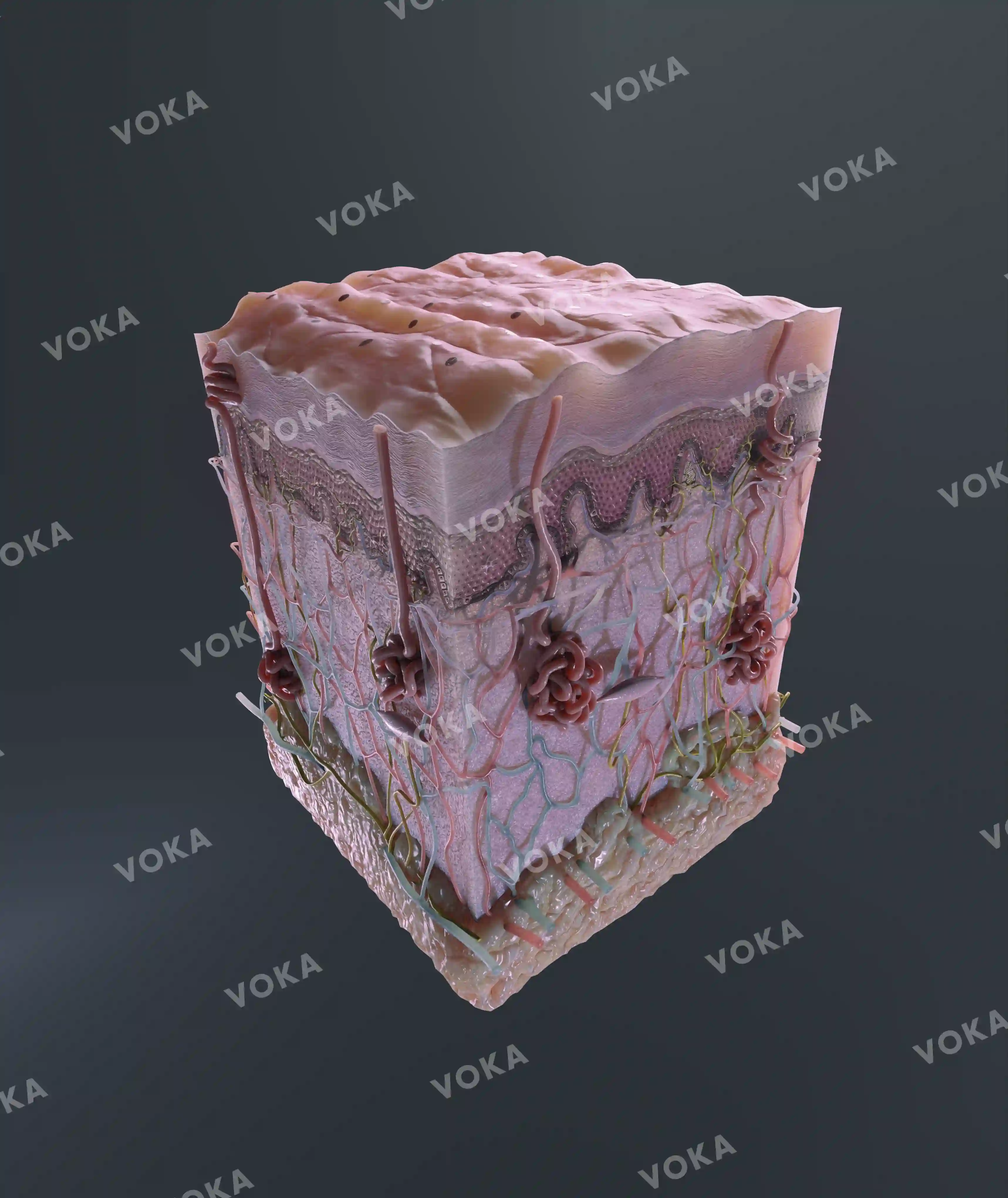 Thick skin image