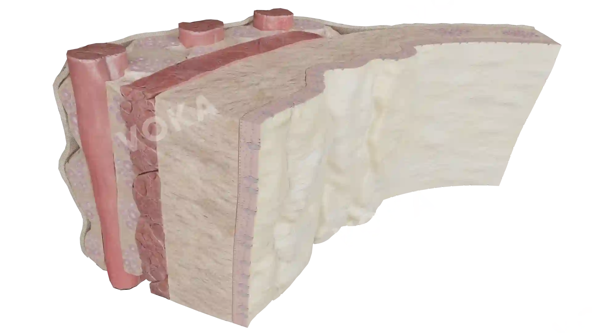 Tracheal wall (close up) image