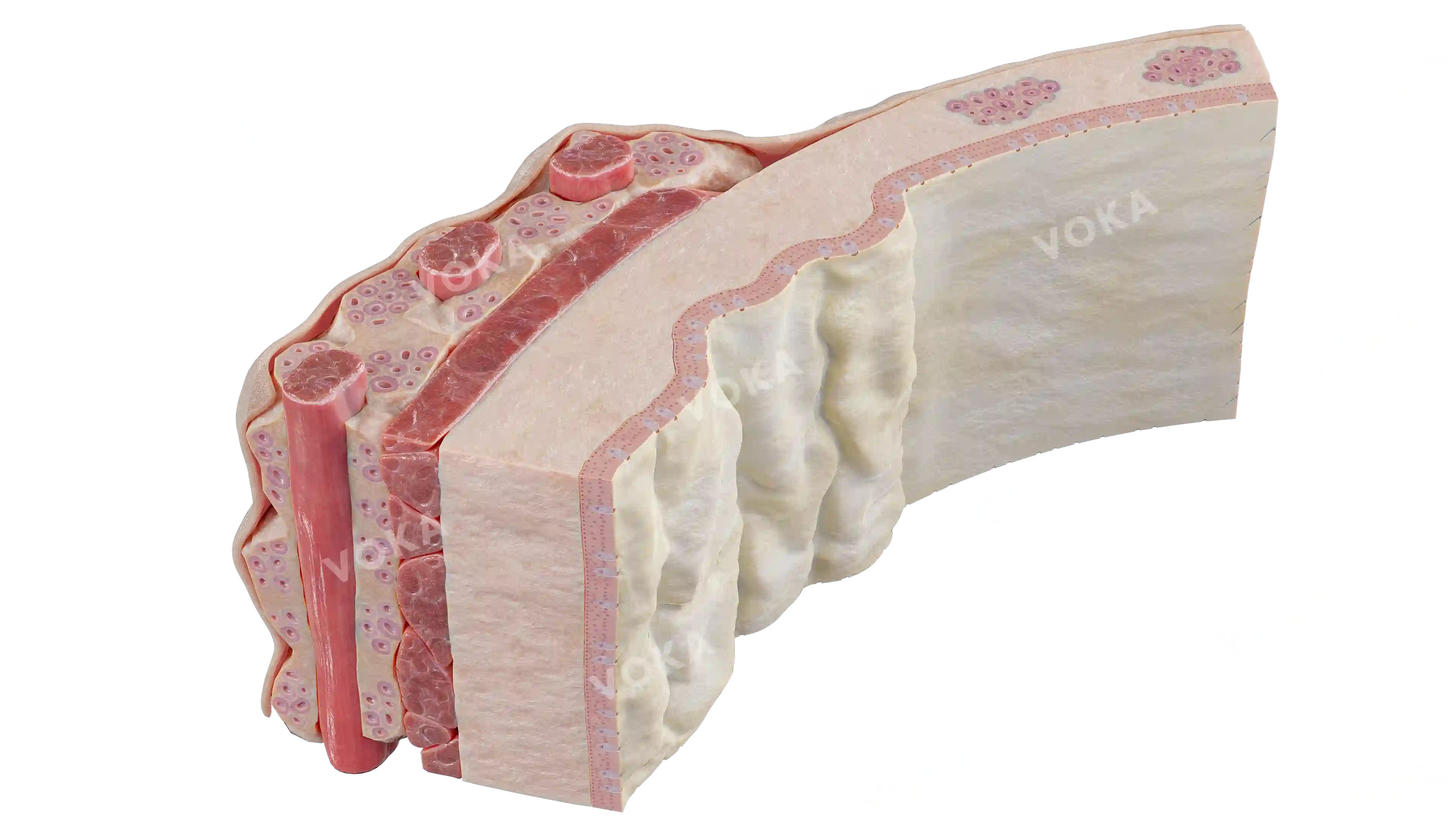 Trachea wall (close up) image