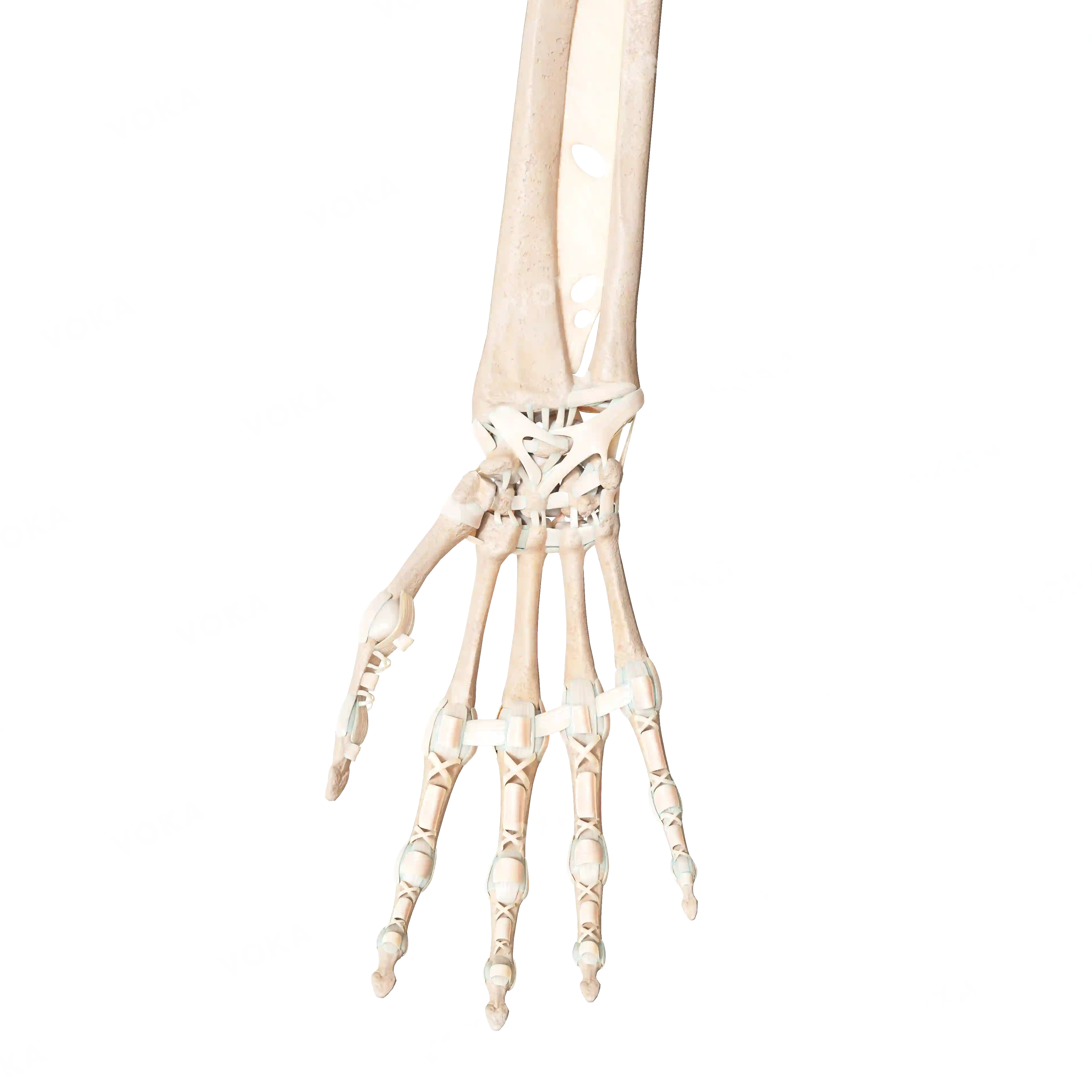 Bones of the hand, right, image