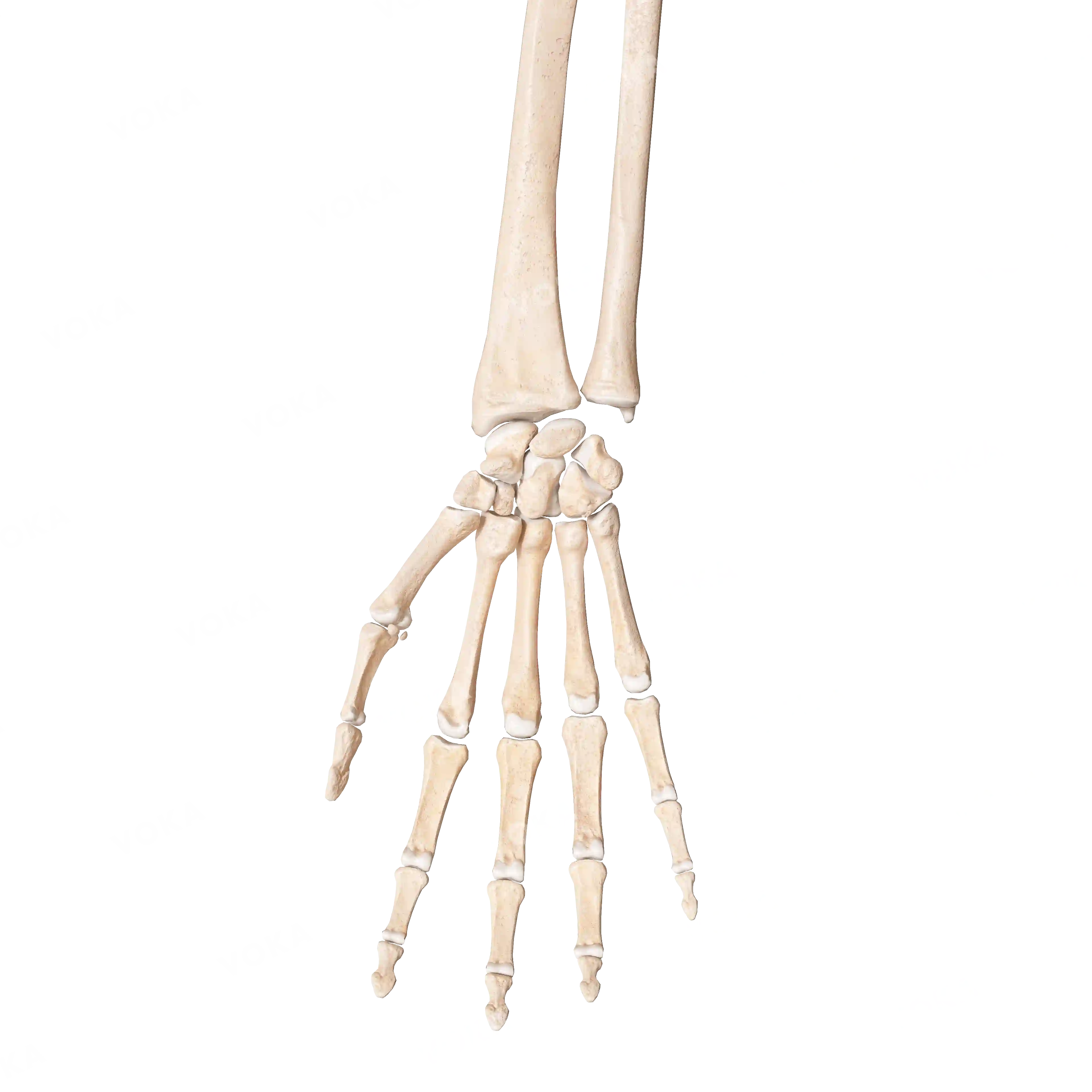 Bones of the hand, right, image
