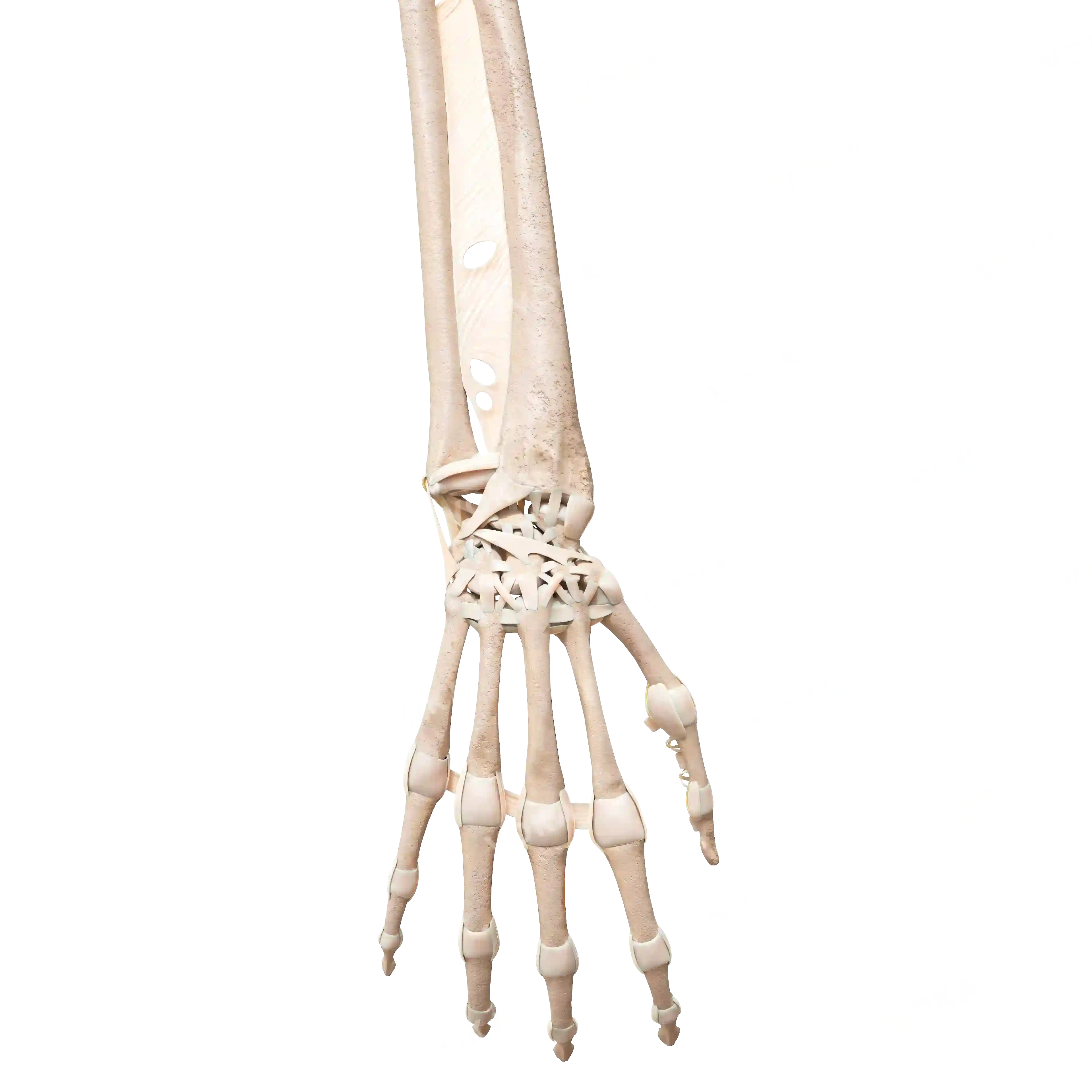 Bones of the hand, right, image