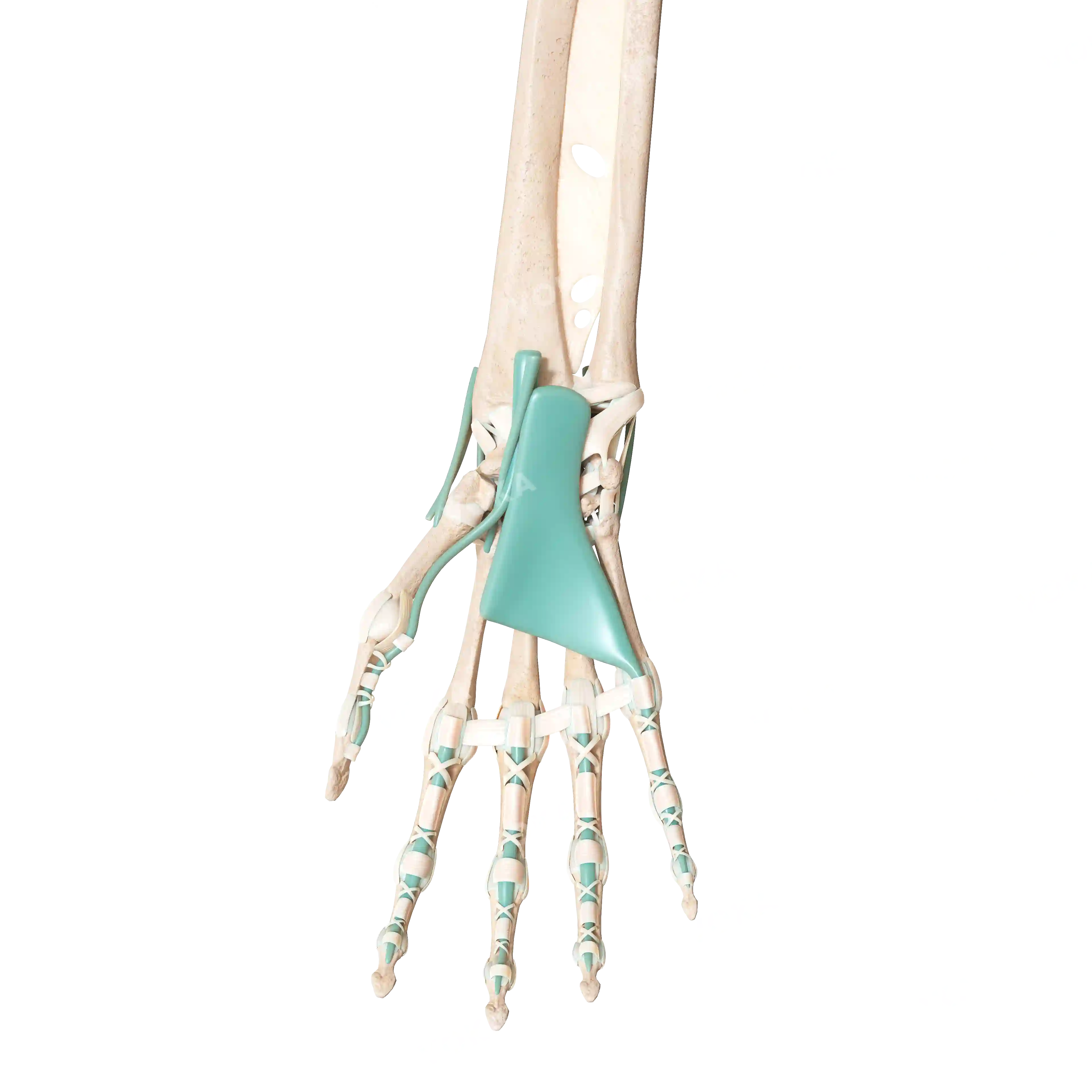 Bones of the hand, right, image
