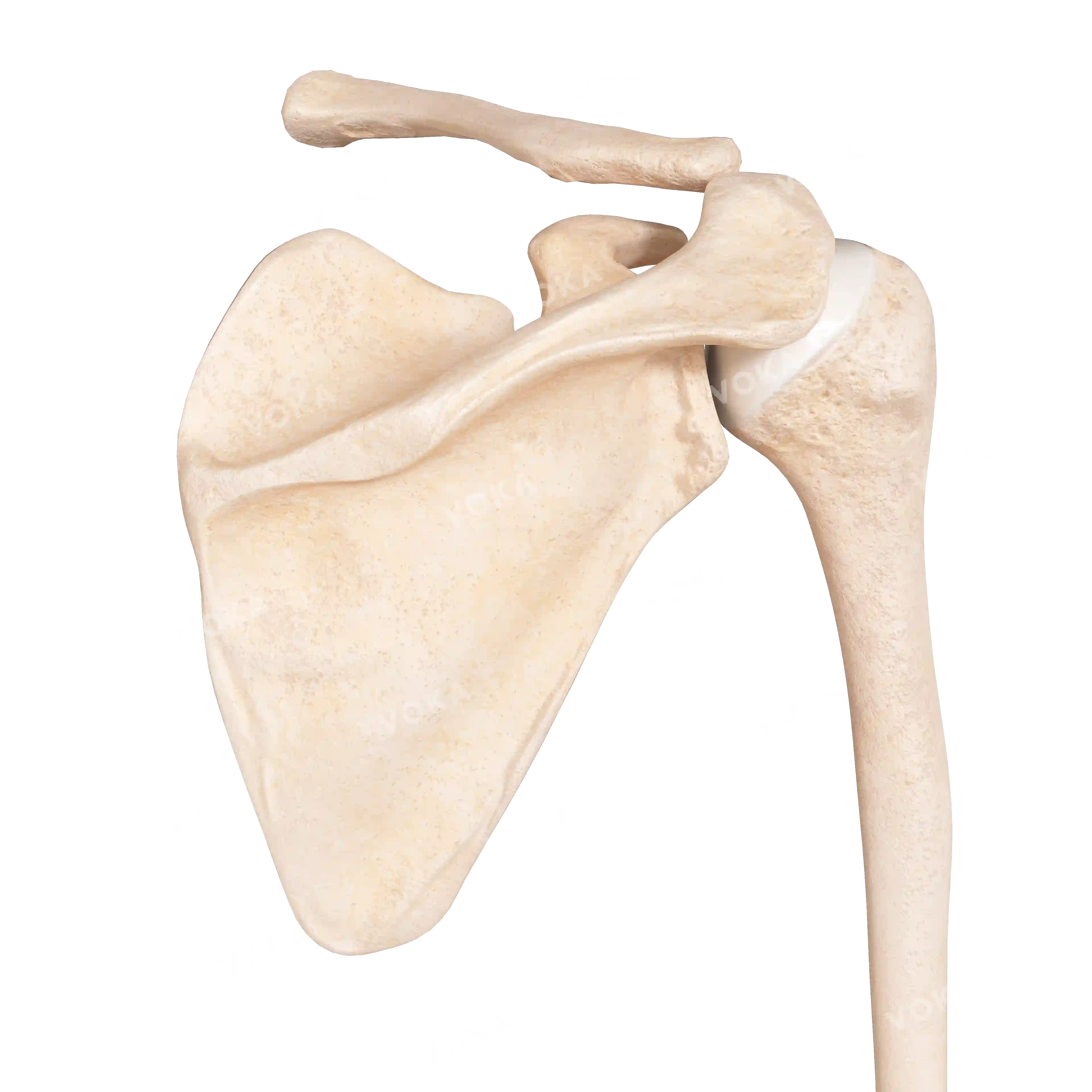Bones of the upper shoulder girdle and free upper limb, right image