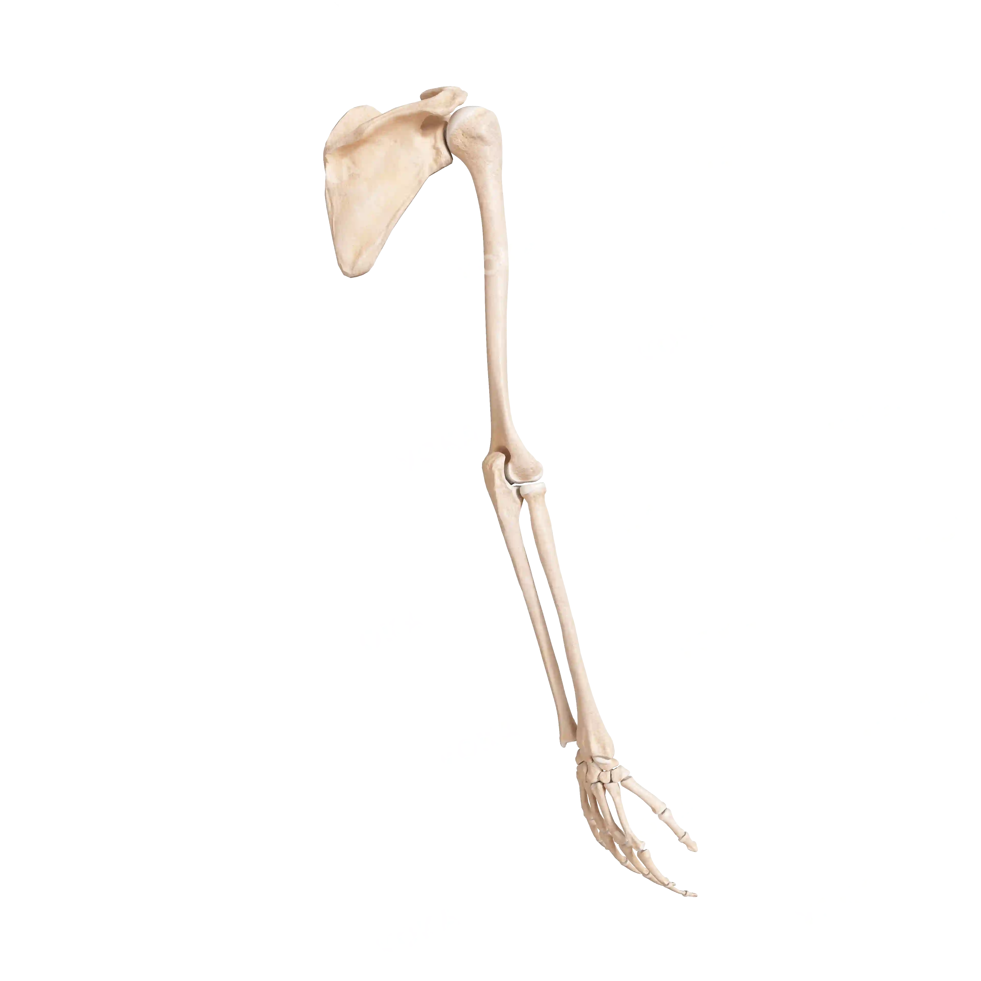 Bones of the upper shoulder girdle and free upper limb, right image