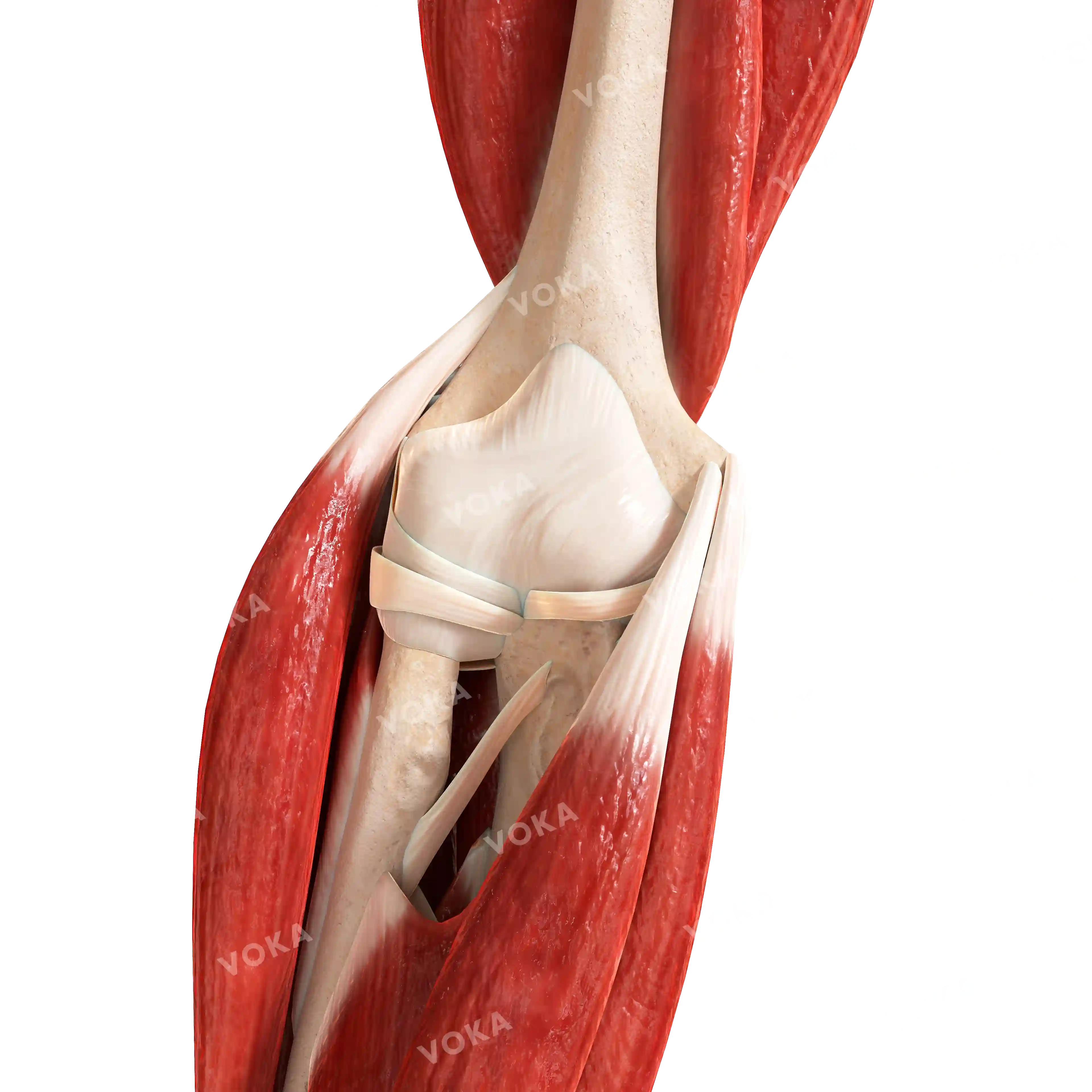 Elbow with muscles, right image